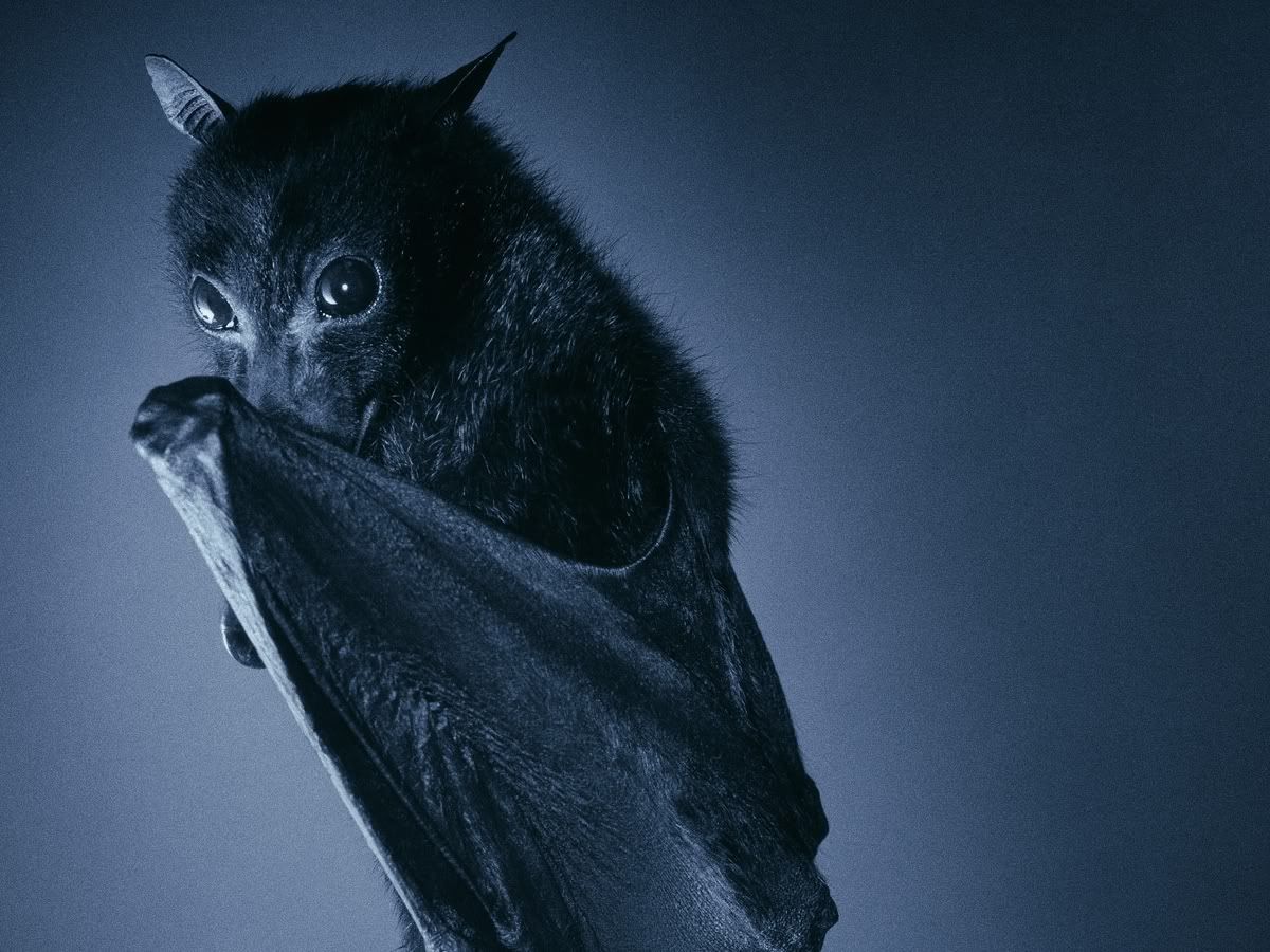 Cute Bats Wallpapers Wallpapers