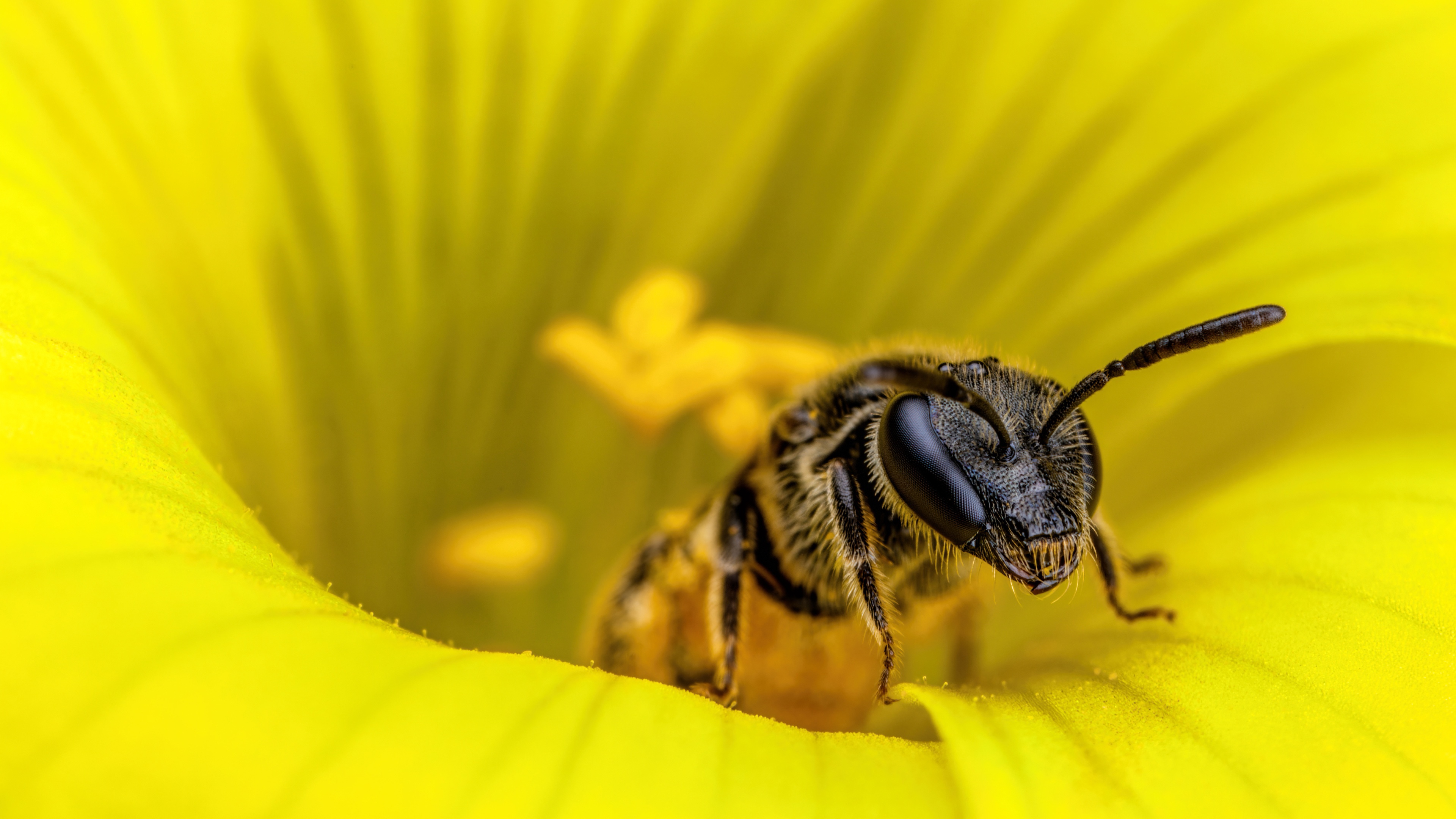 Cute Bee Desktop Wallpapers