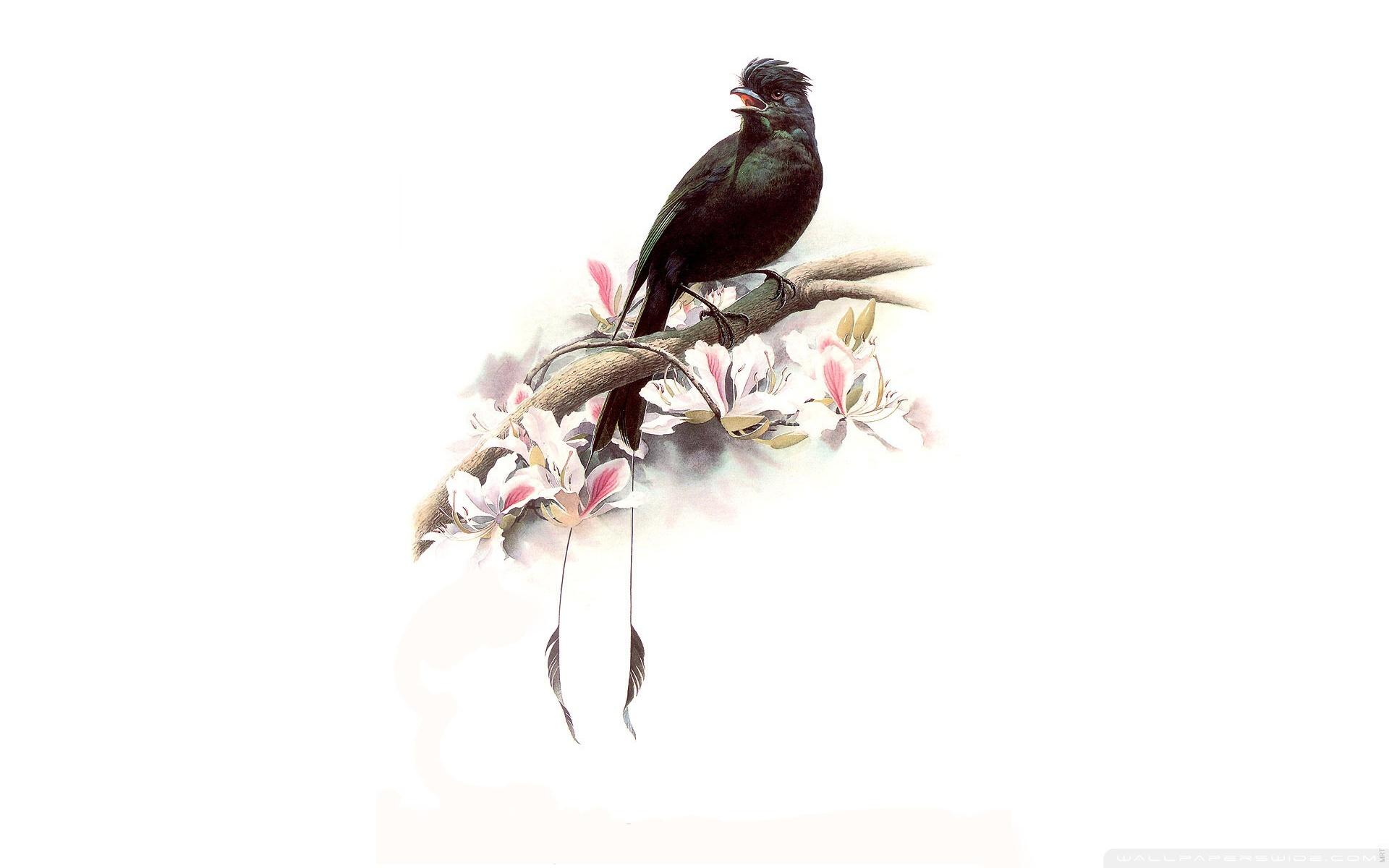 Cute Bird Art Wallpapers