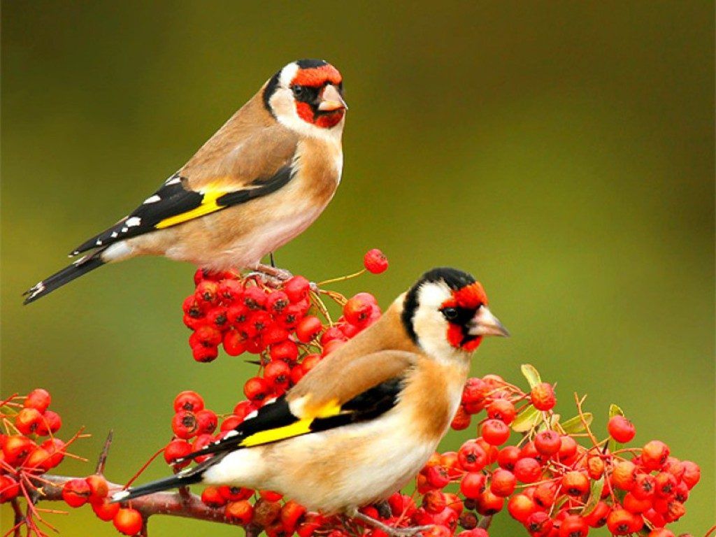 Cute Bird Hd Wallpapers