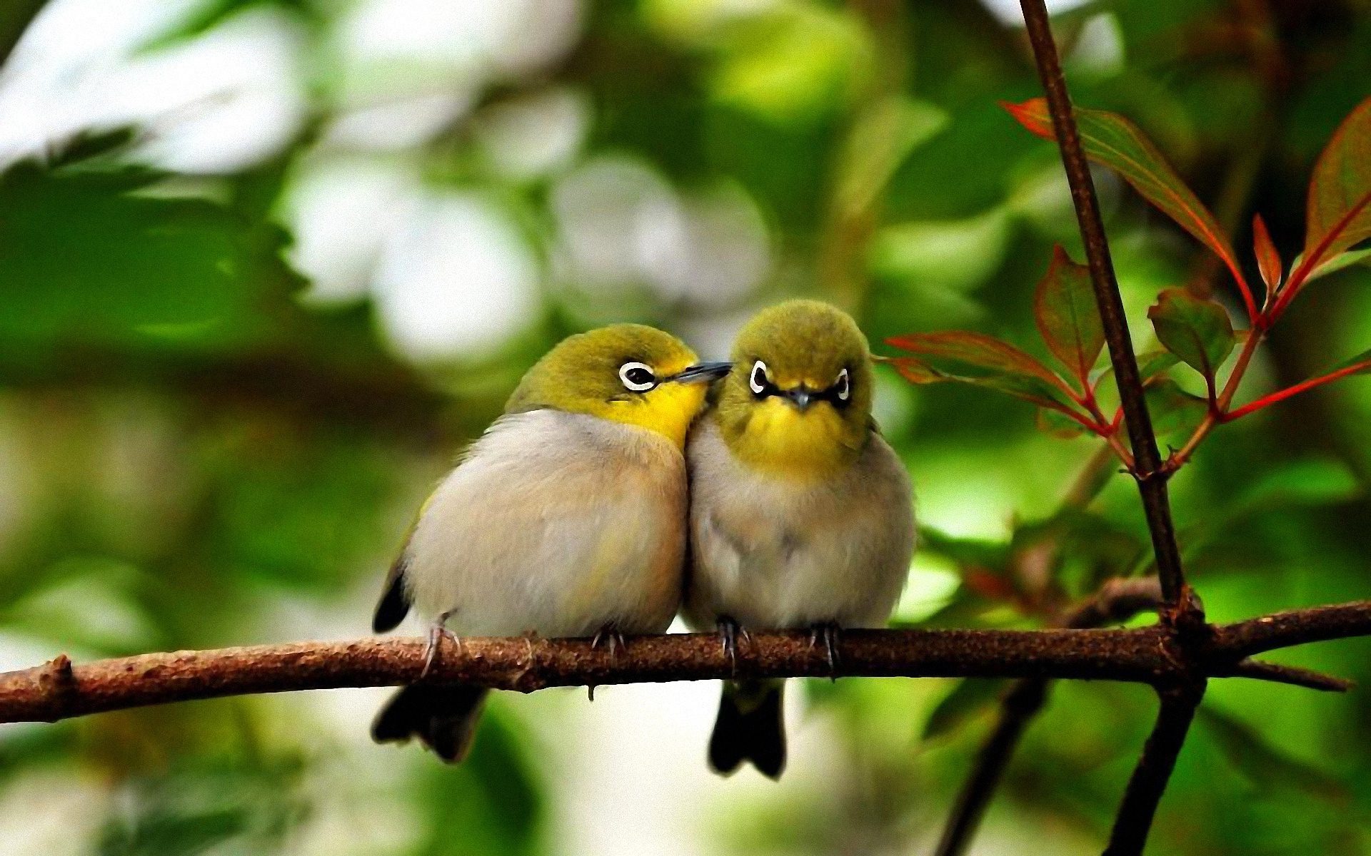 Cute Bird Hd Wallpapers