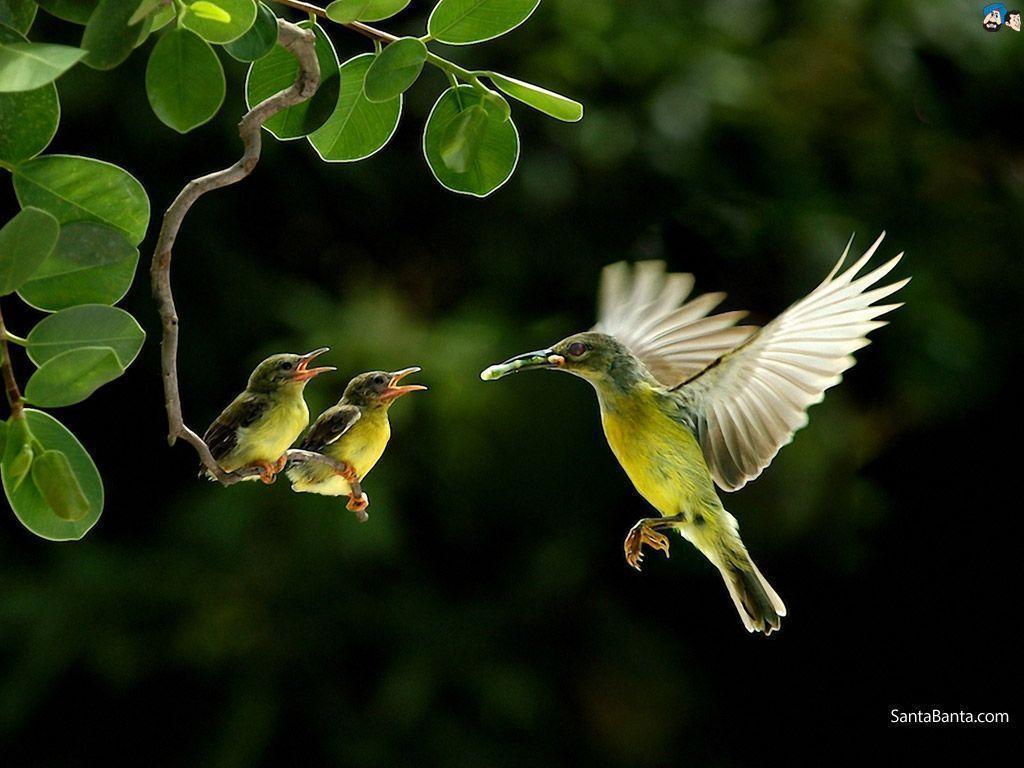 Cute Bird Hd Wallpapers