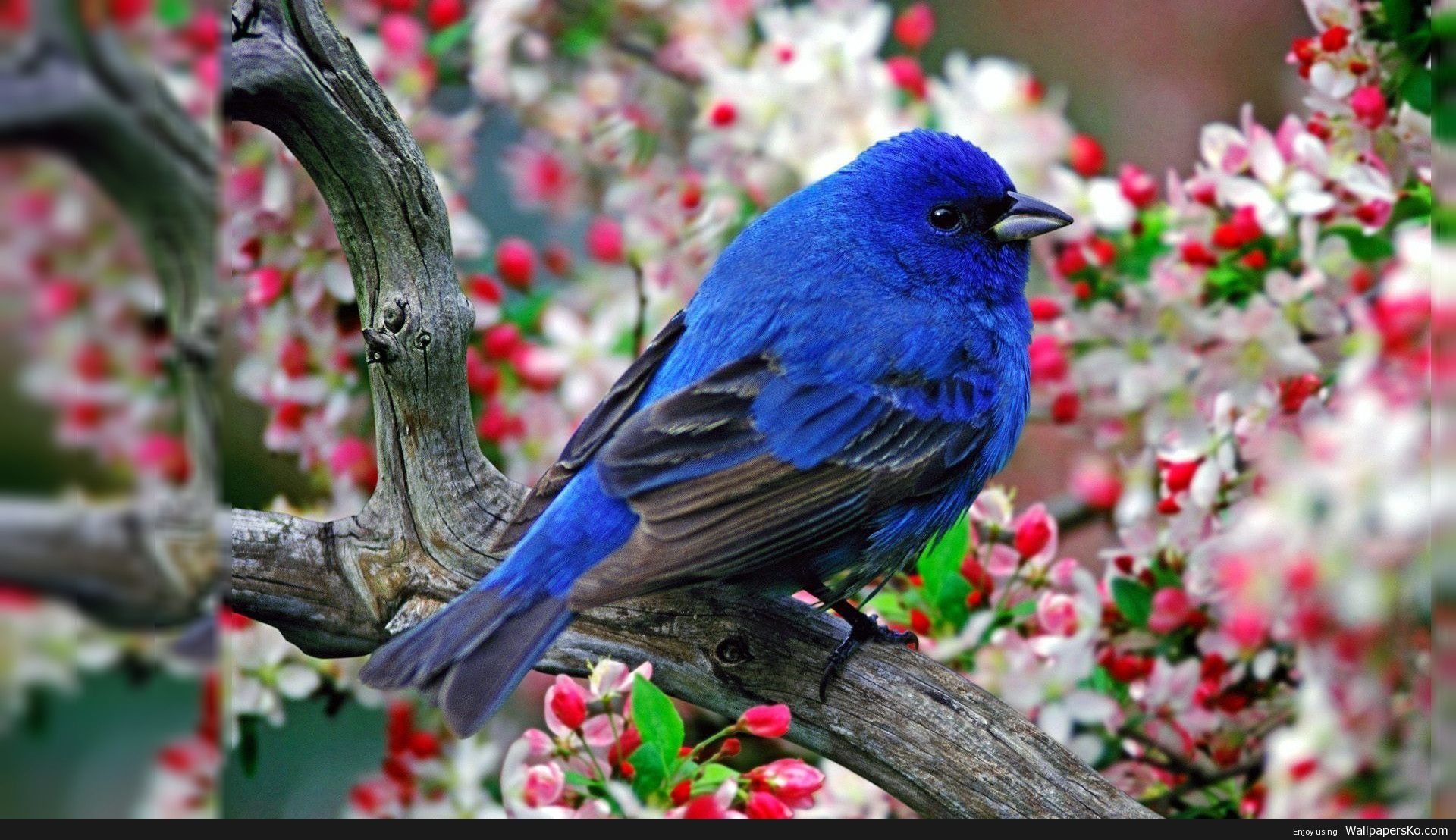 Cute Bird Hd Wallpapers