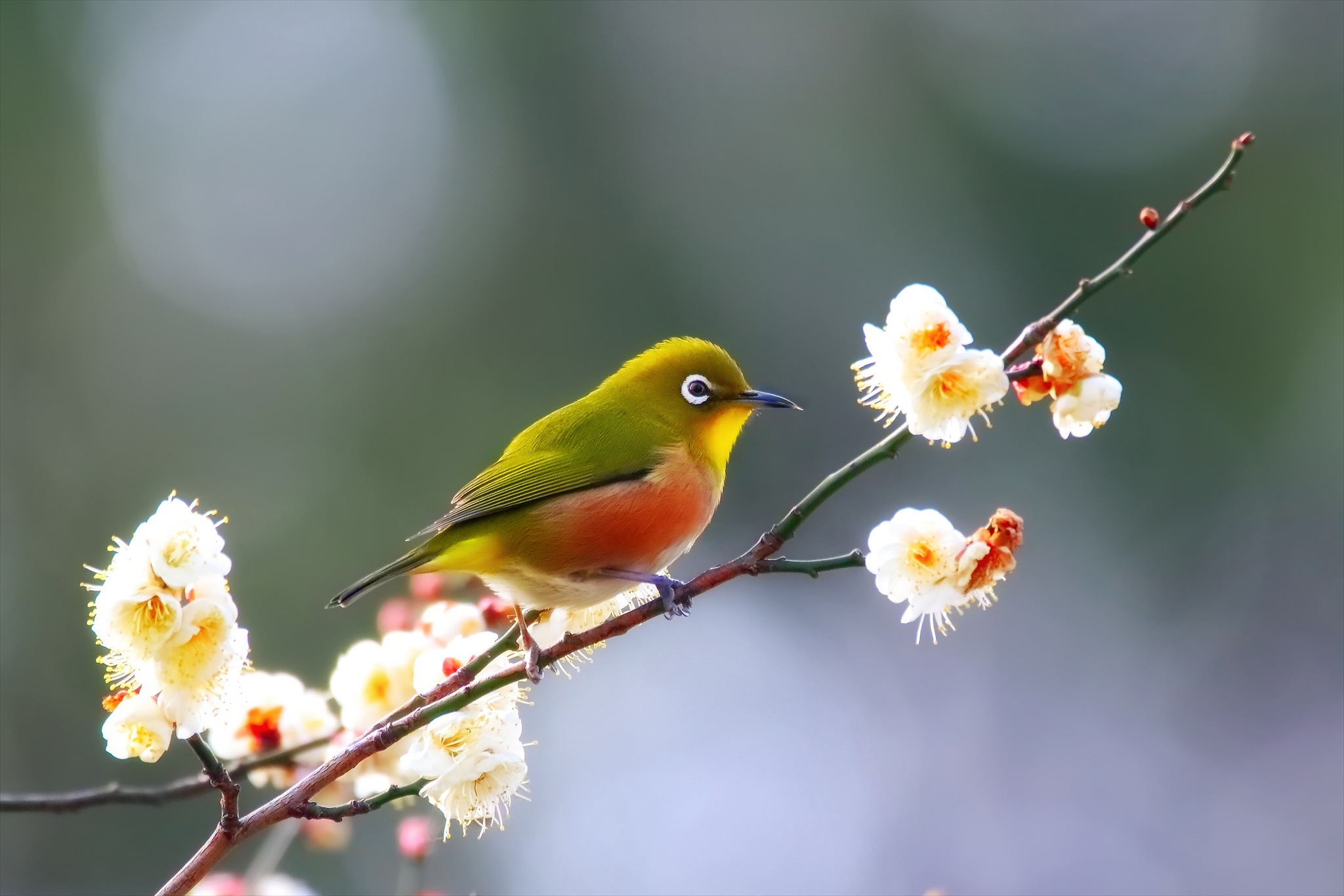 Cute Bird Hd Wallpapers