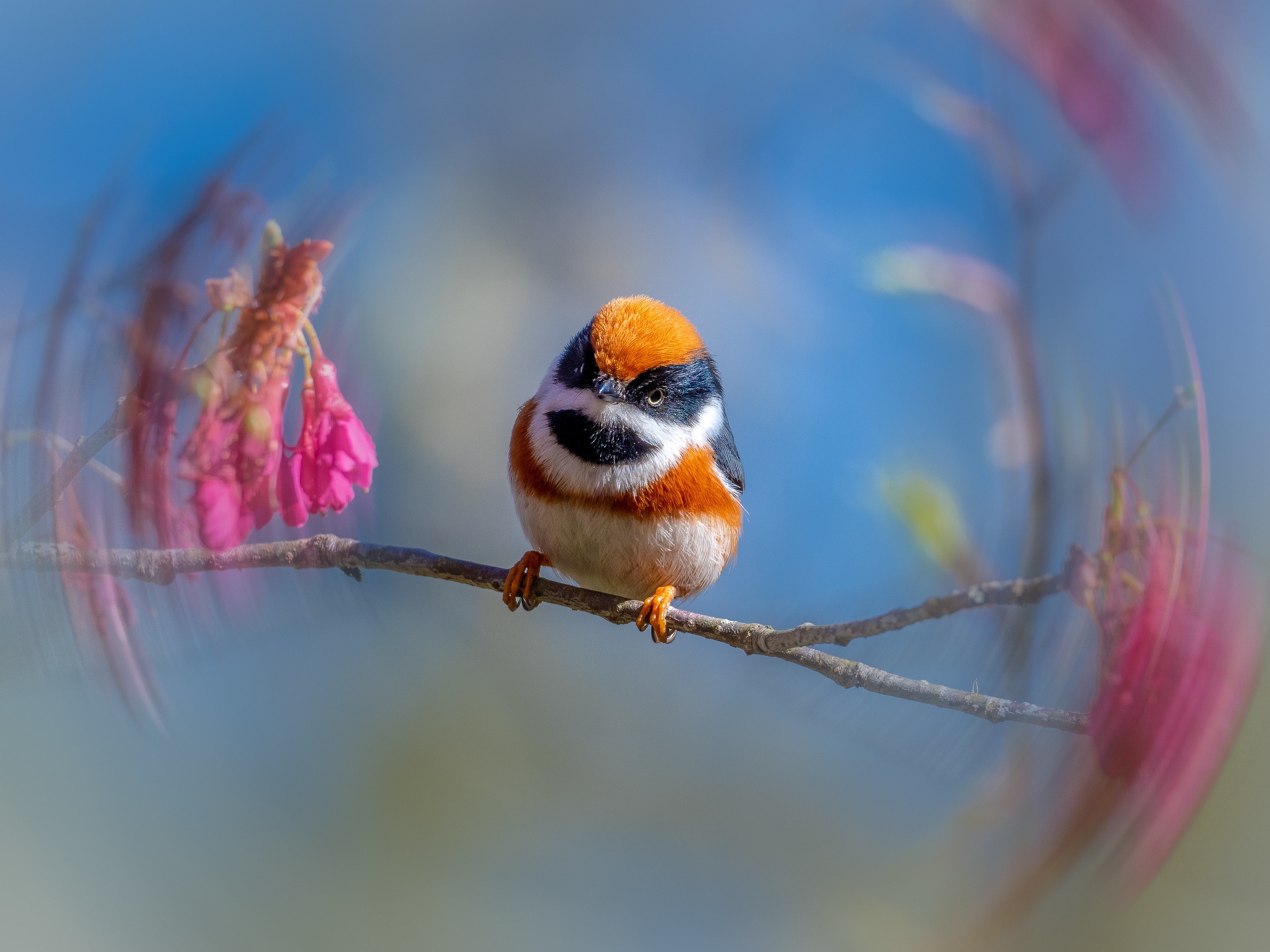 Cute Bird Hd Wallpapers