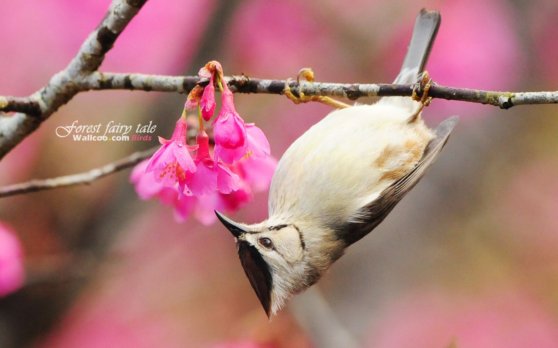 Cute Bird Wallpapers