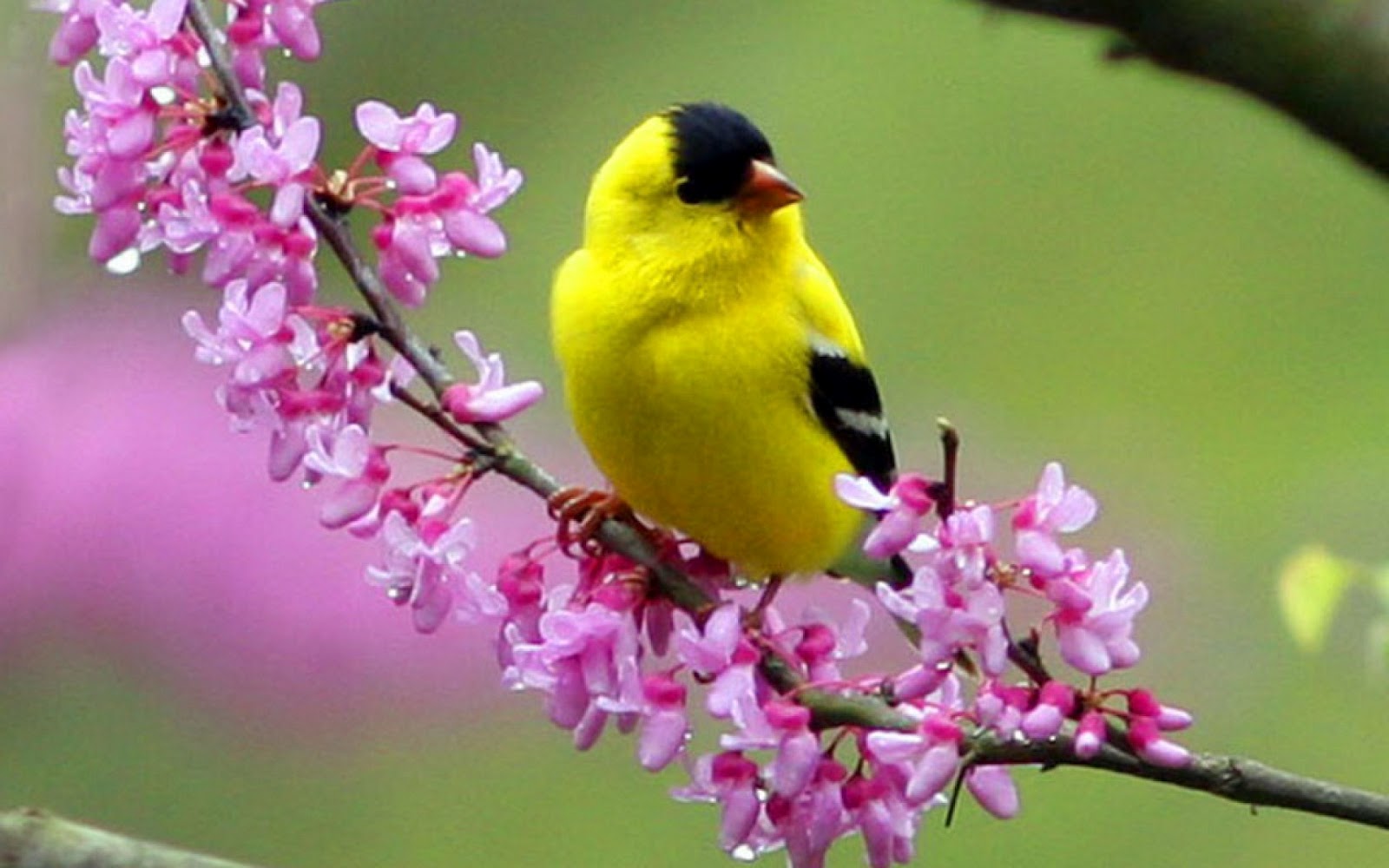 Cute Bird Wallpapers