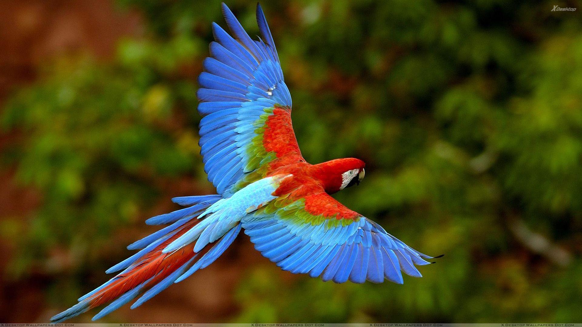 Cute Bird Wallpapers Wallpapers