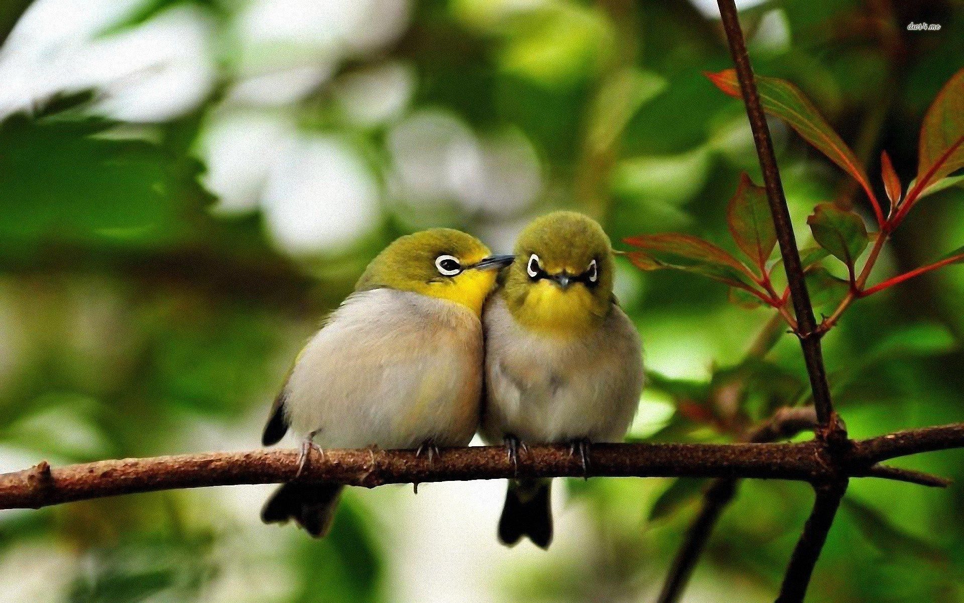 Cute Bird Wallpapers Wallpapers