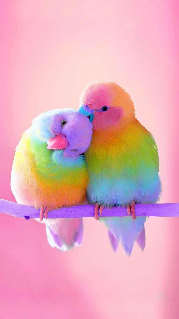 Cute Bird Wallpapers Wallpapers