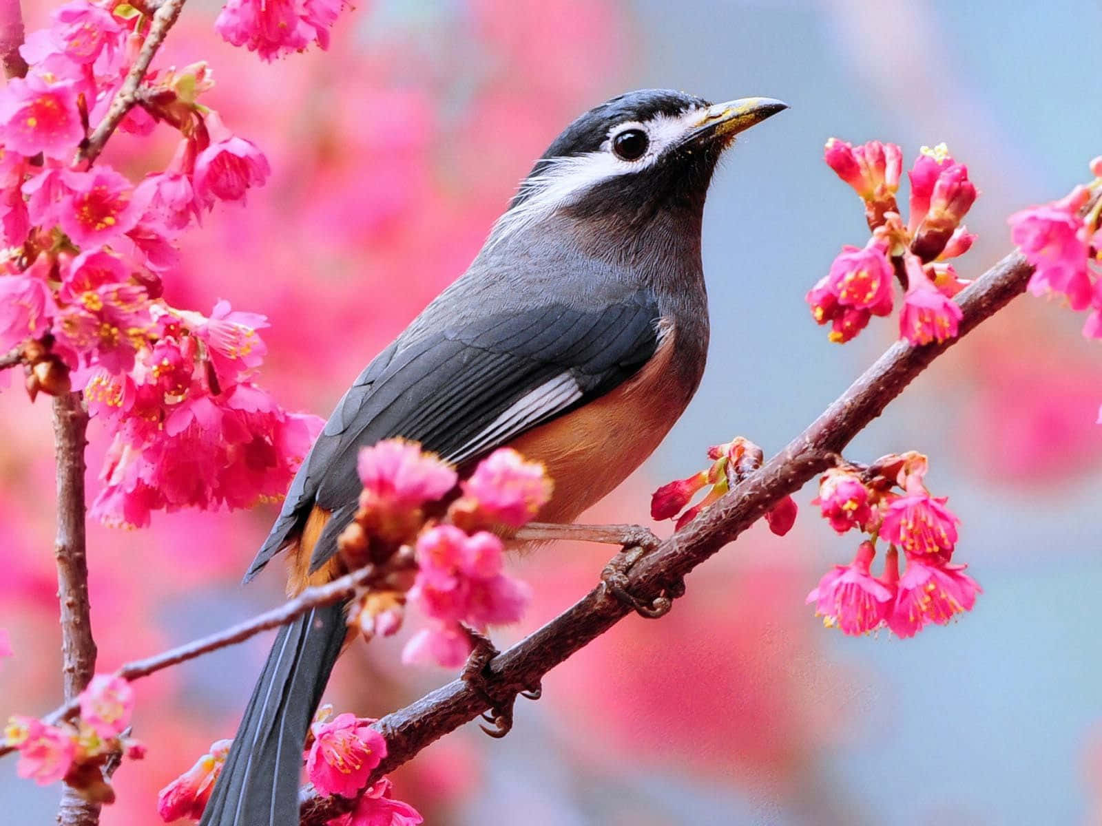 Cute Bird Wallpapers Wallpapers