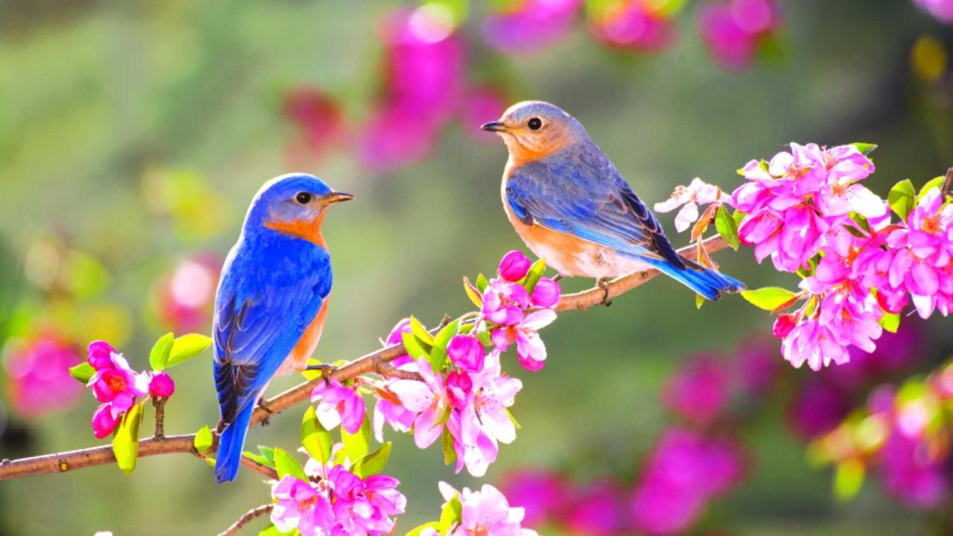 Cute Bird Wallpapers Wallpapers