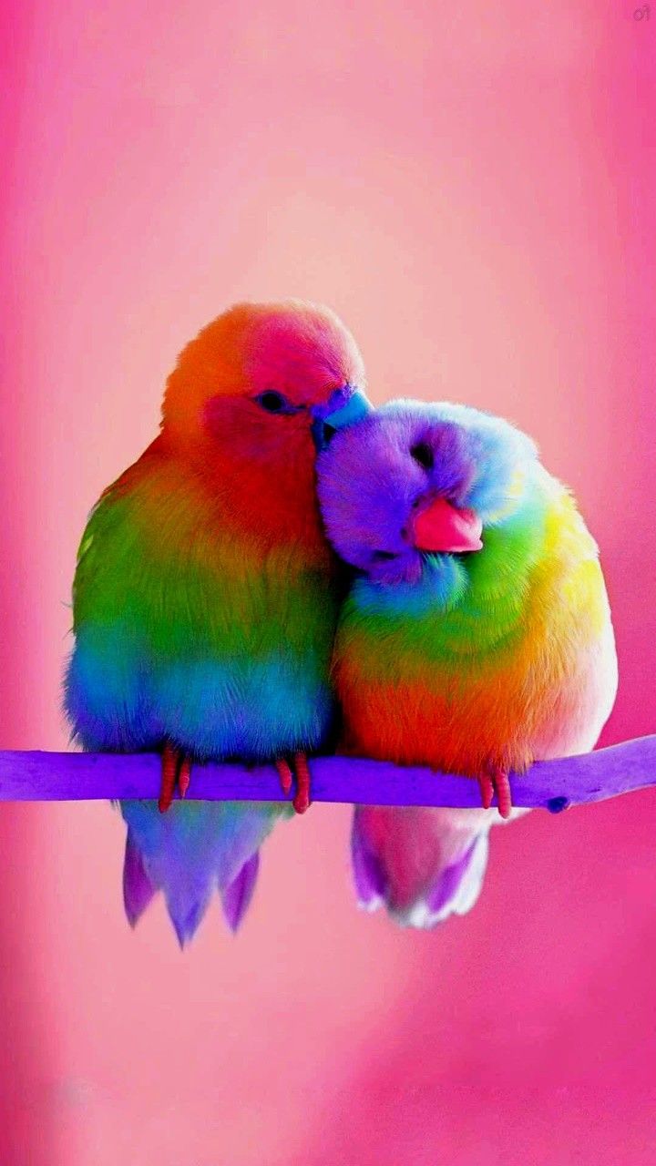 Cute Bird Wallpapers Wallpapers