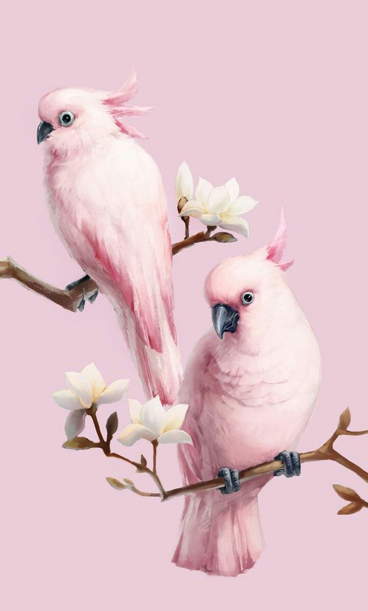 Cute Bird Wallpapers Wallpapers