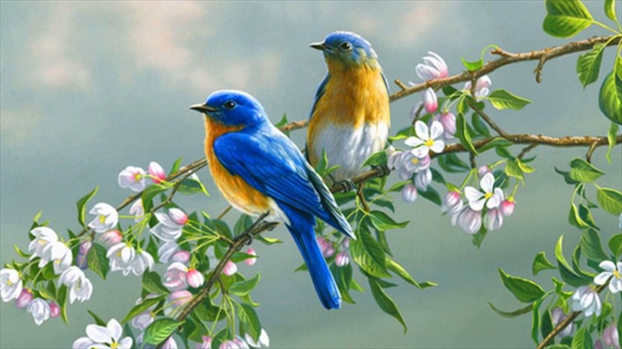 Cute Bird Wallpapers Wallpapers