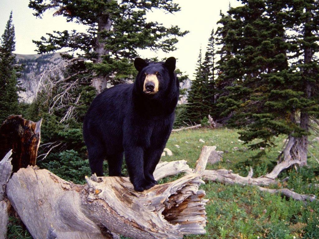 Cute Black Bear Hd Wallpapers