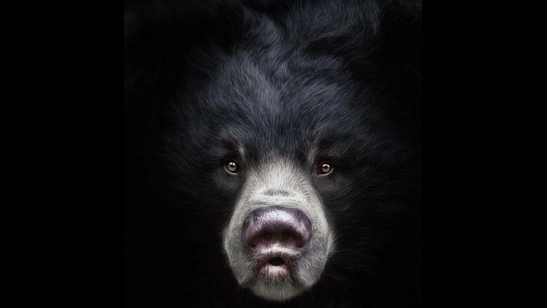 Cute Black Bear Hd Wallpapers