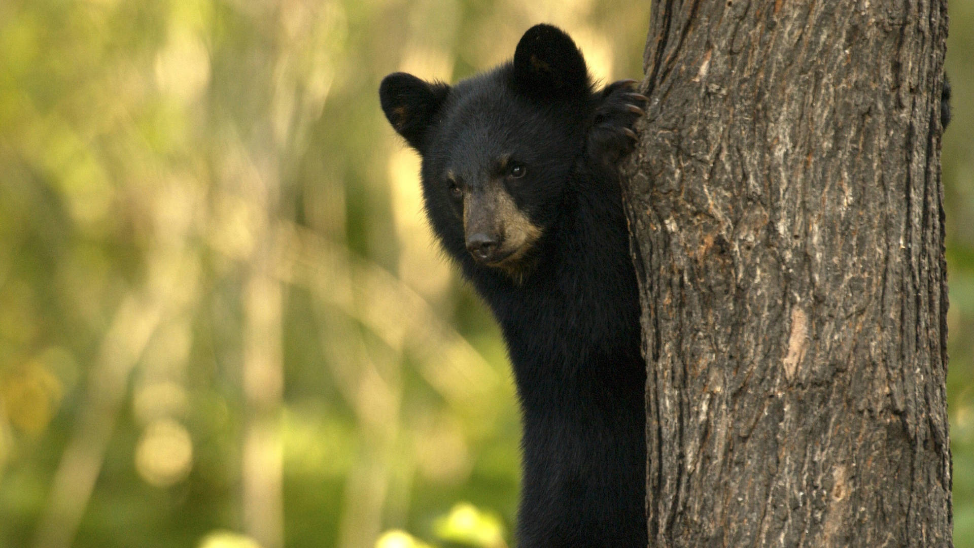 Cute Black Bear Hd Wallpapers