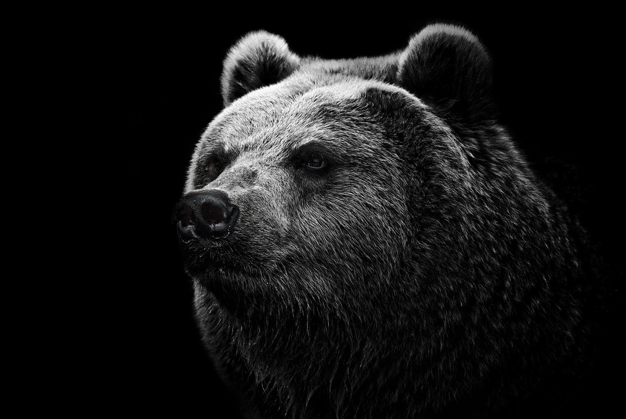 Cute Black Bear Hd Wallpapers