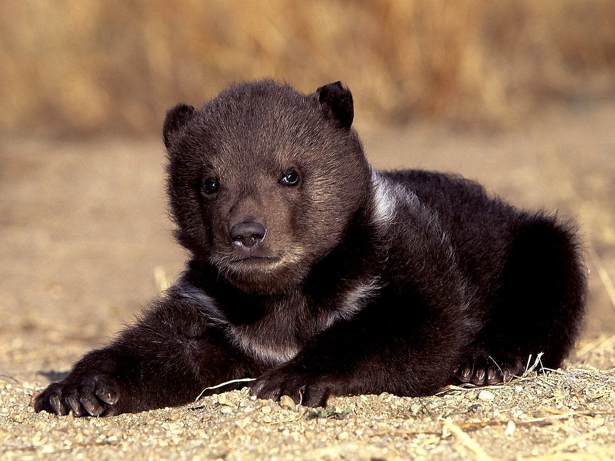 Cute Black Bear Hd Wallpapers