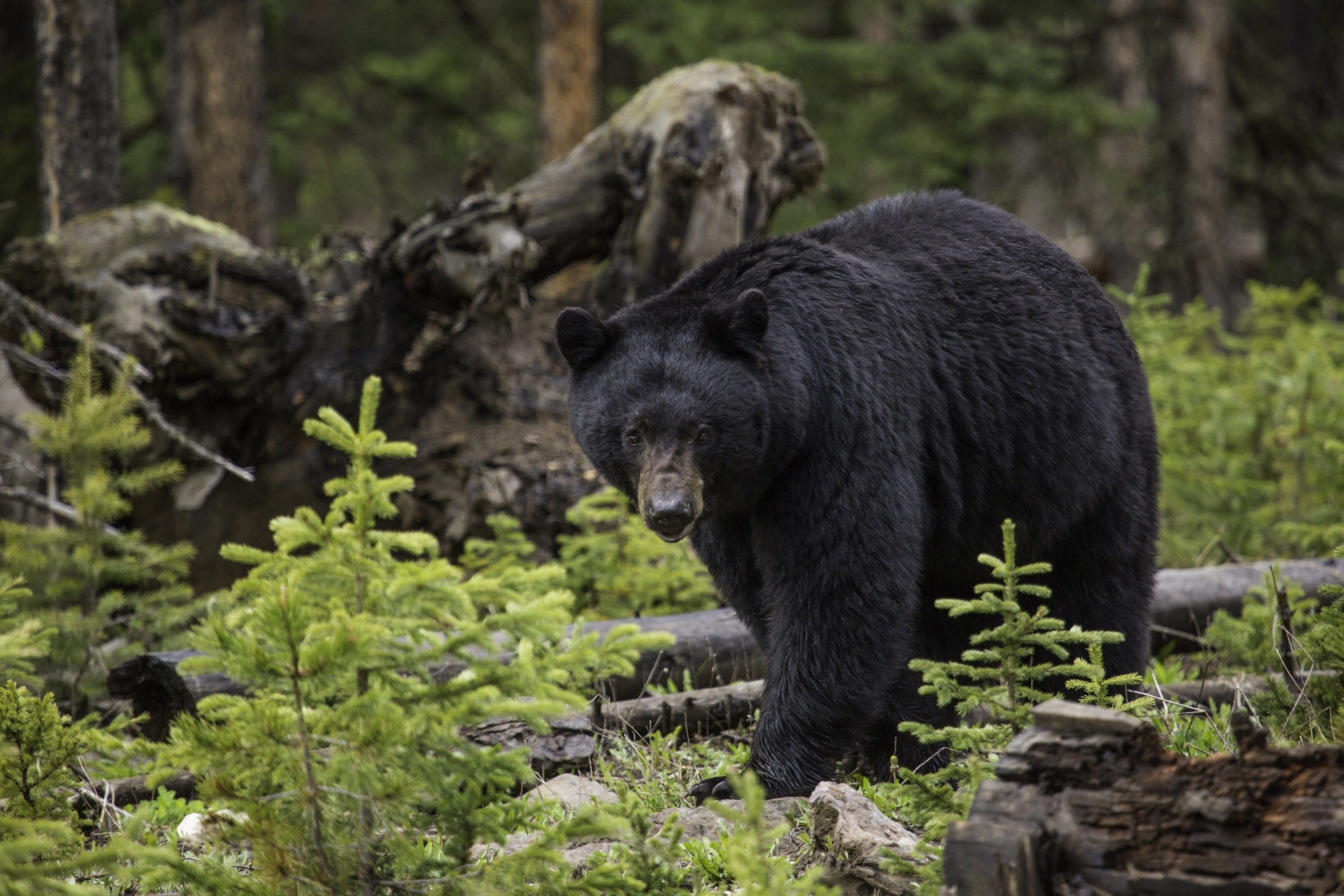 Cute Black Bear Hd Wallpapers