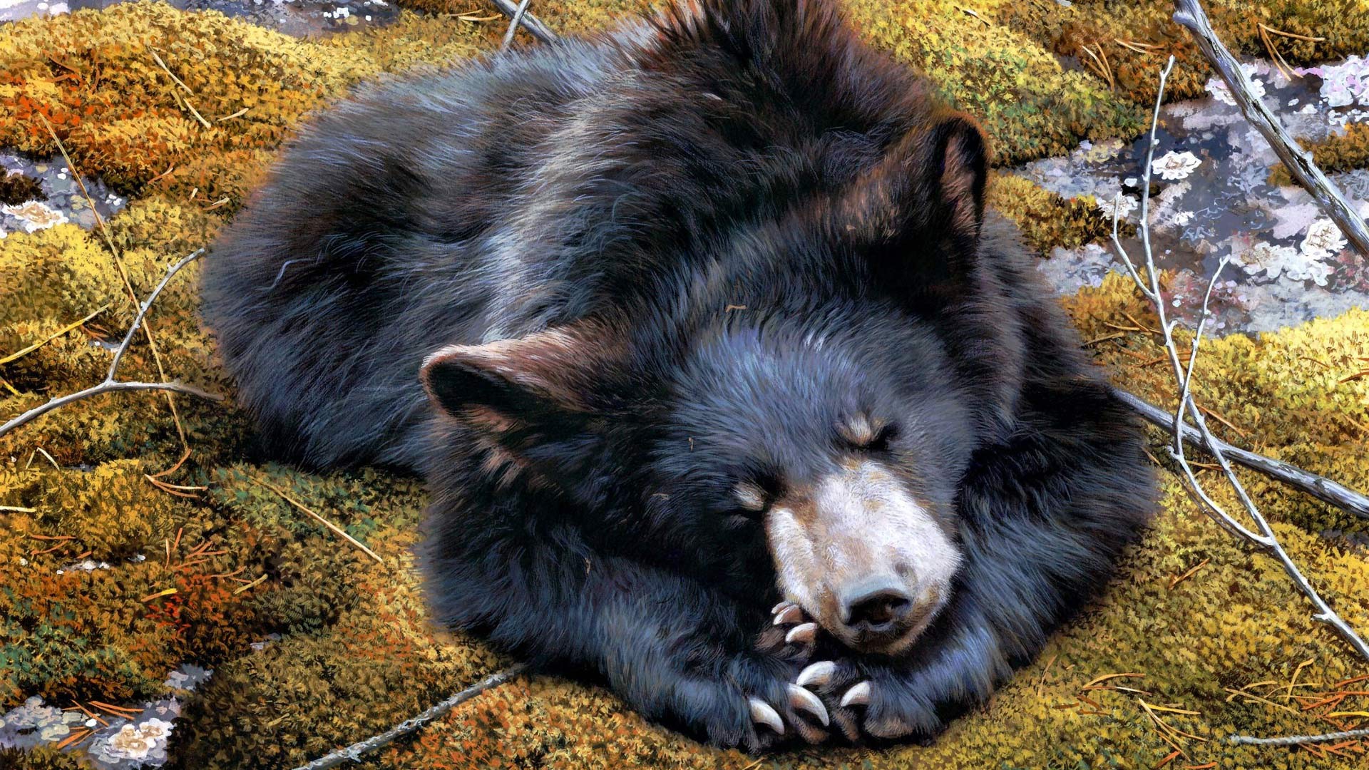 Cute Black Bear Hd Wallpapers