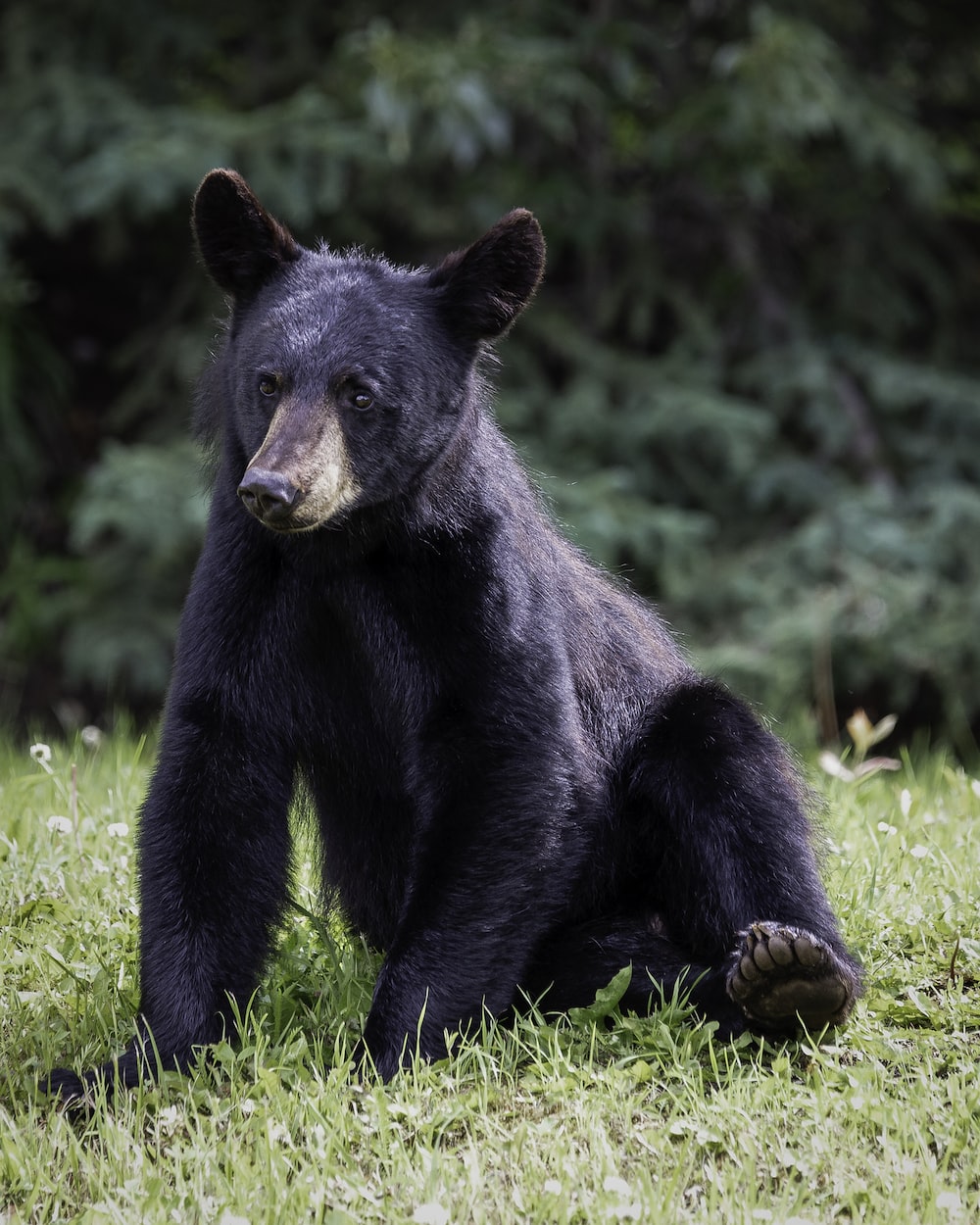 Cute Black Bear Hd Wallpapers