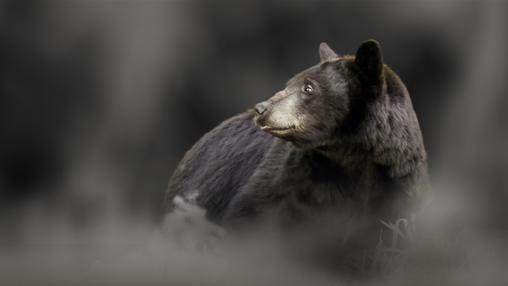 Cute Black Bear Hd Wallpapers