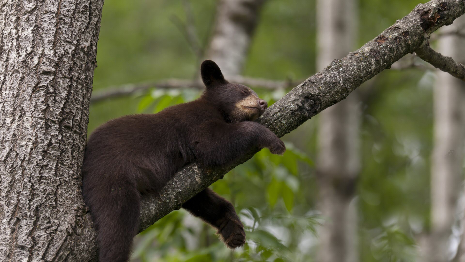 Cute Black Bear Hd Wallpapers