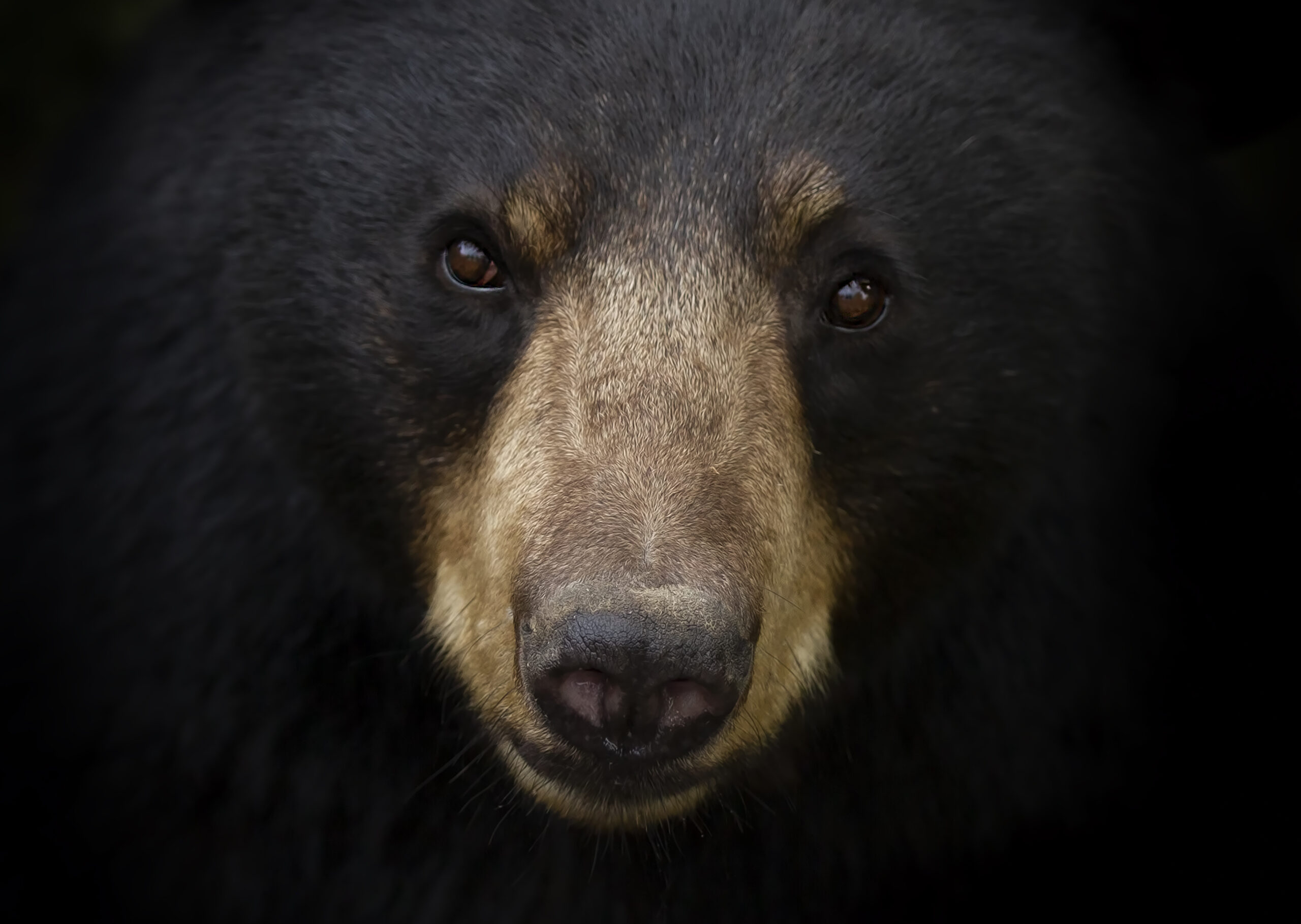 Cute Black Bear Hd Wallpapers