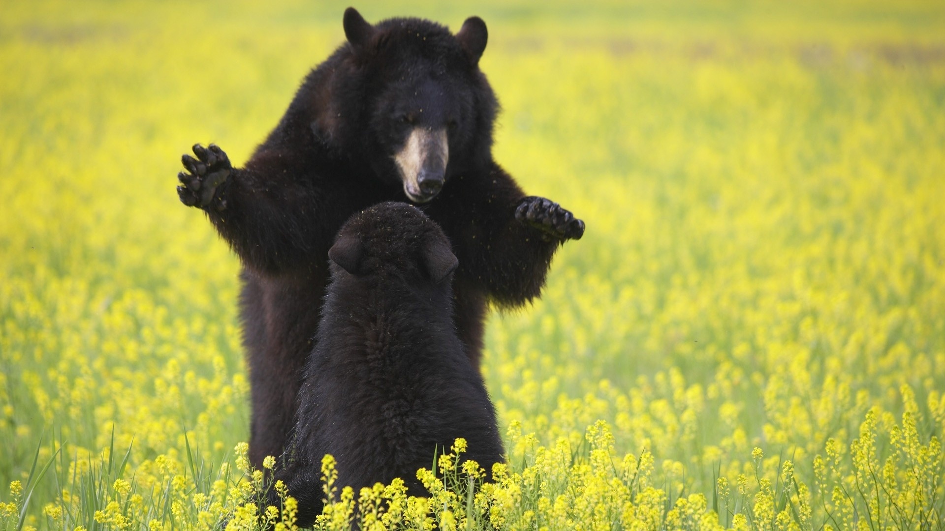 Cute Black Bear Hd Wallpapers