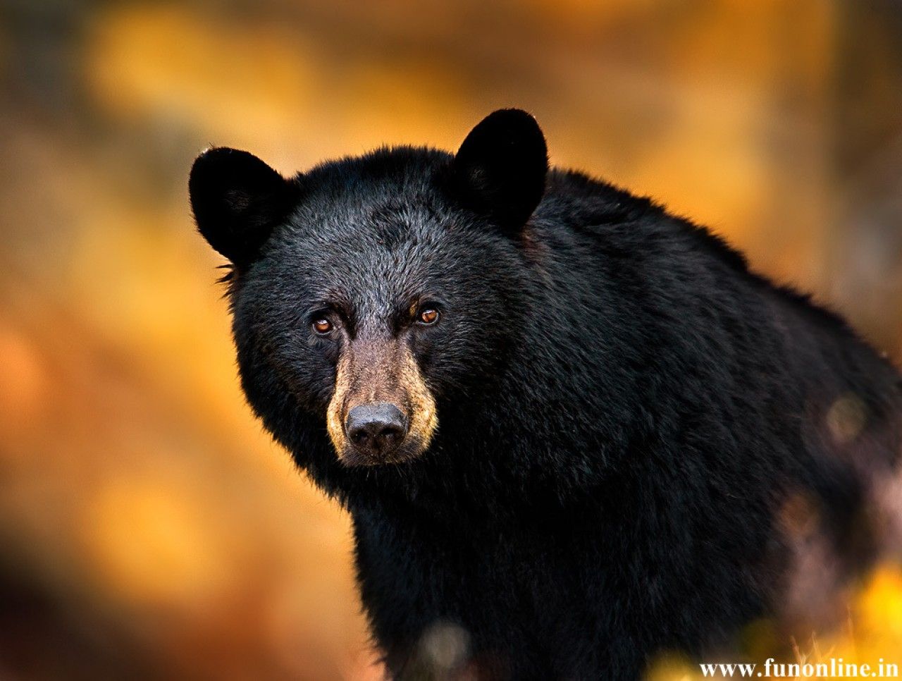 Cute Black Bear Hd Wallpapers