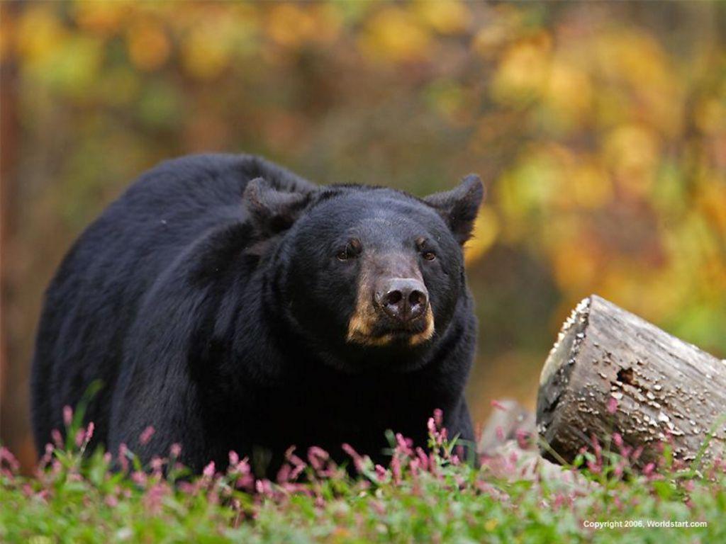 Cute Black Bear Hd Wallpapers