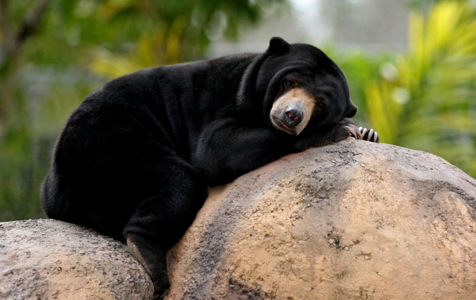 Cute Black Bear Hd Wallpapers