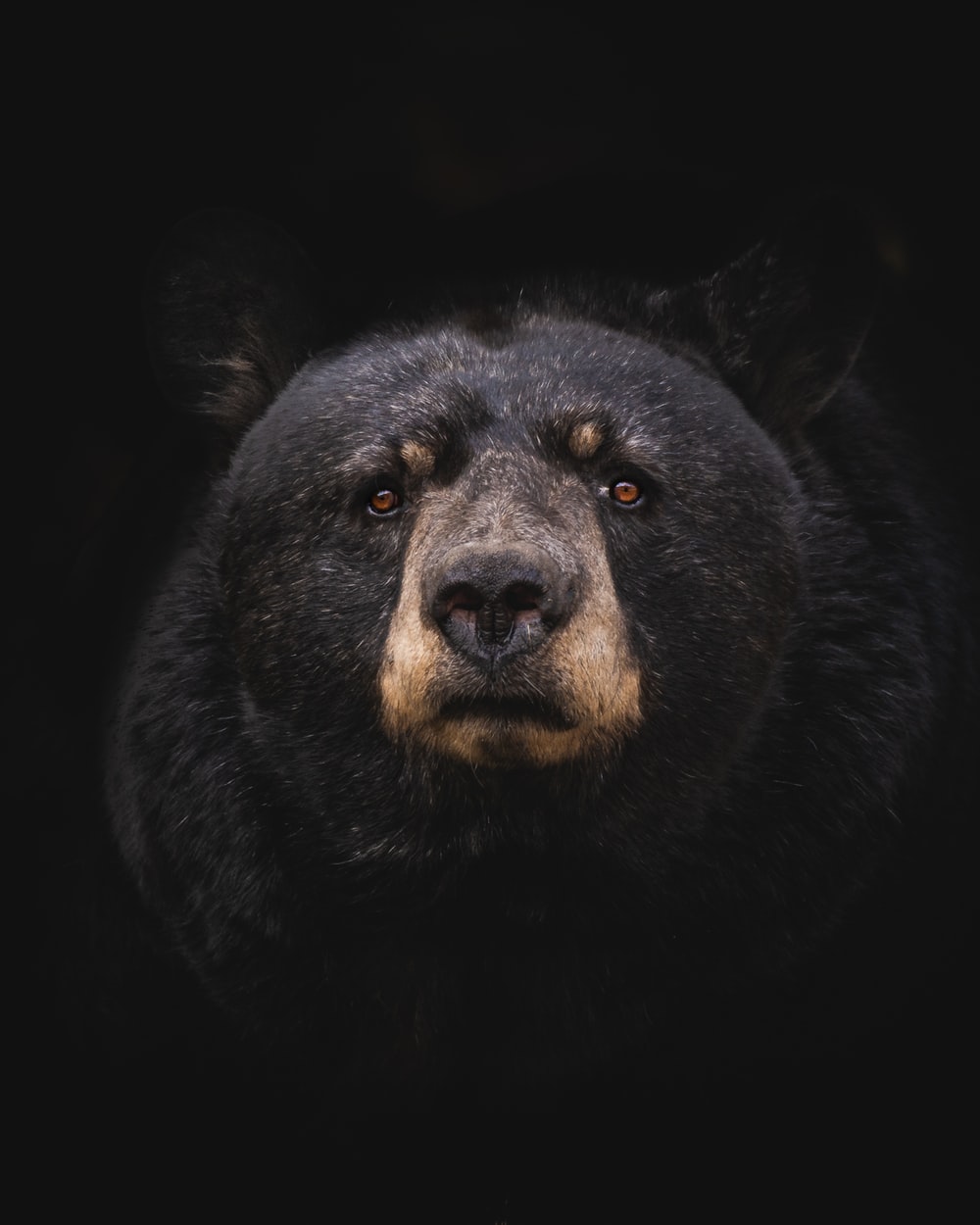 Cute Black Bear Hd Wallpapers