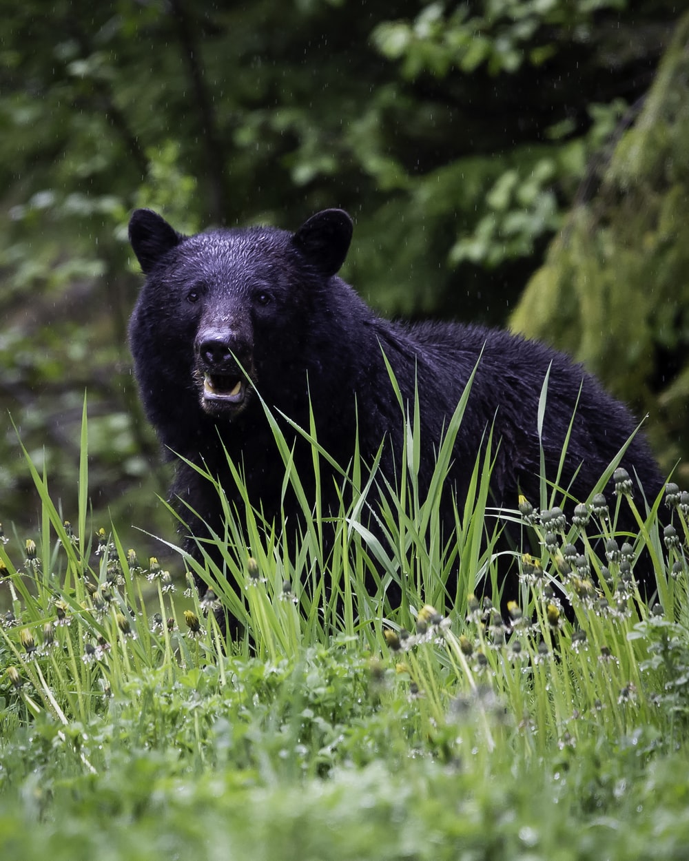 Cute Black Bear Hd Wallpapers