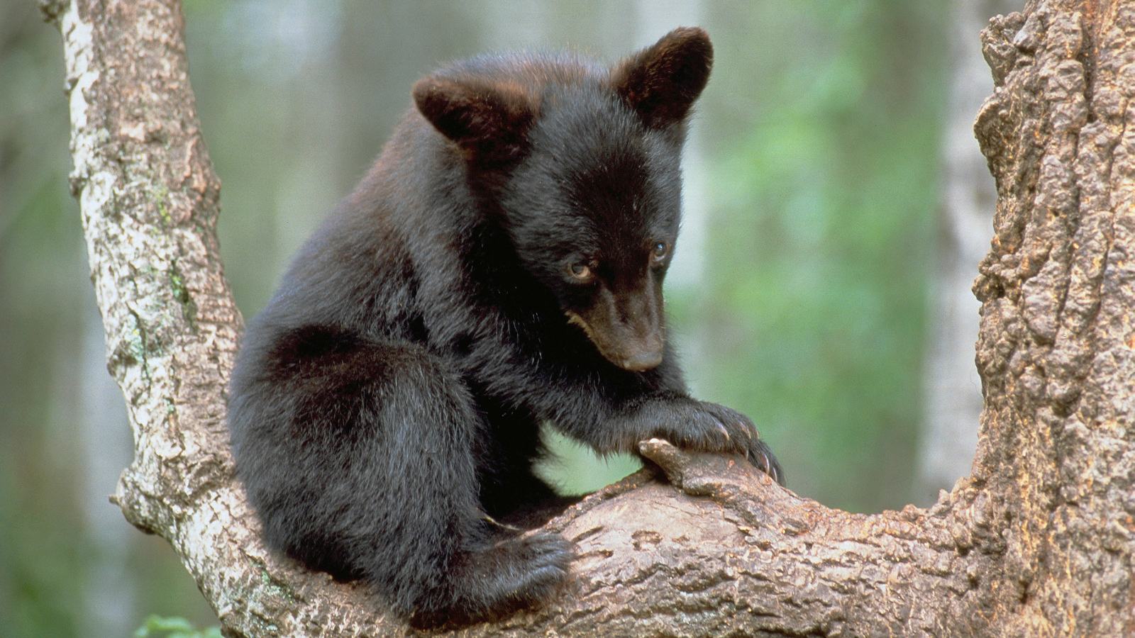 Cute Black Bear Hd Wallpapers