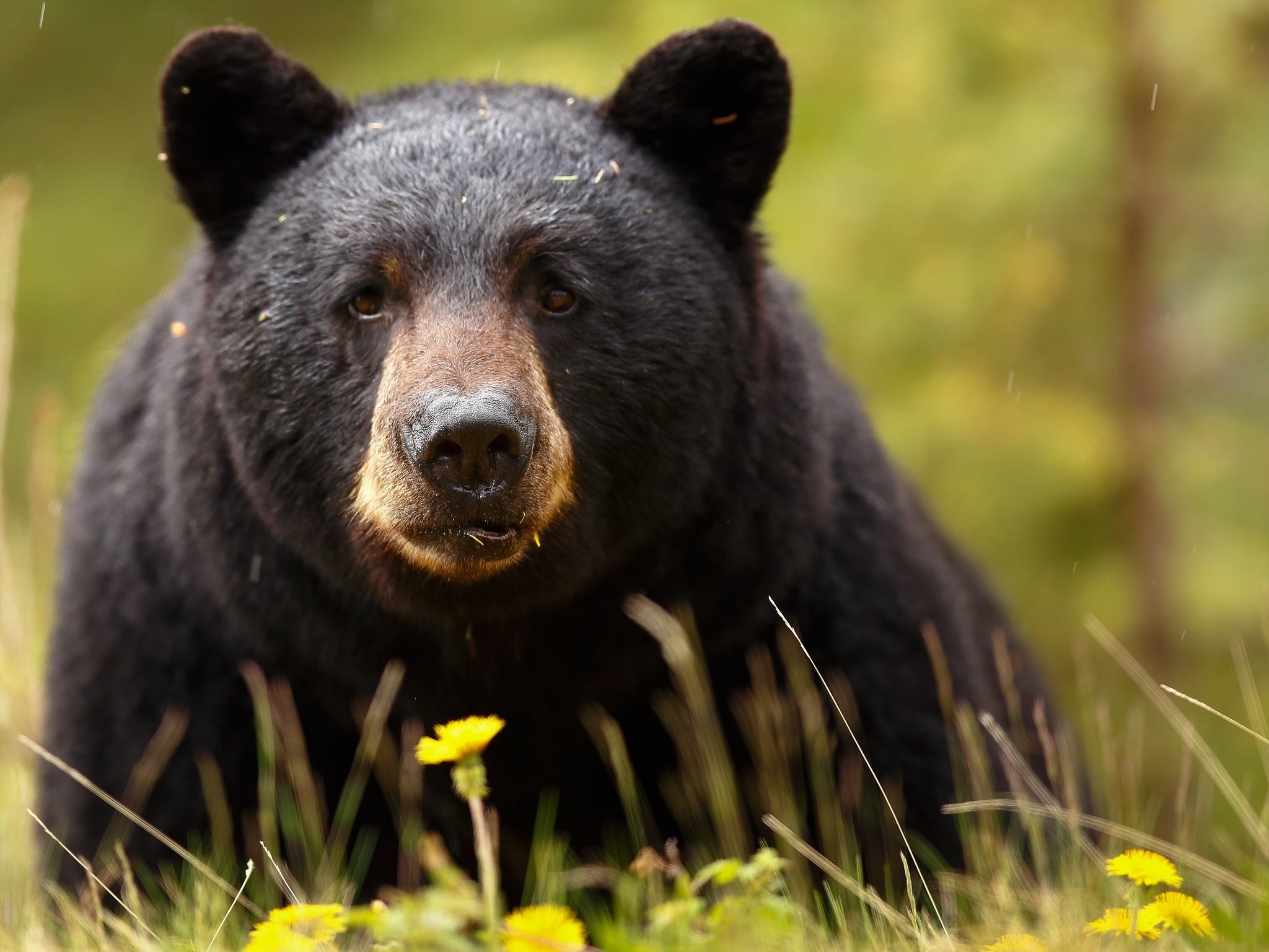 Cute Black Bear Hd Wallpapers