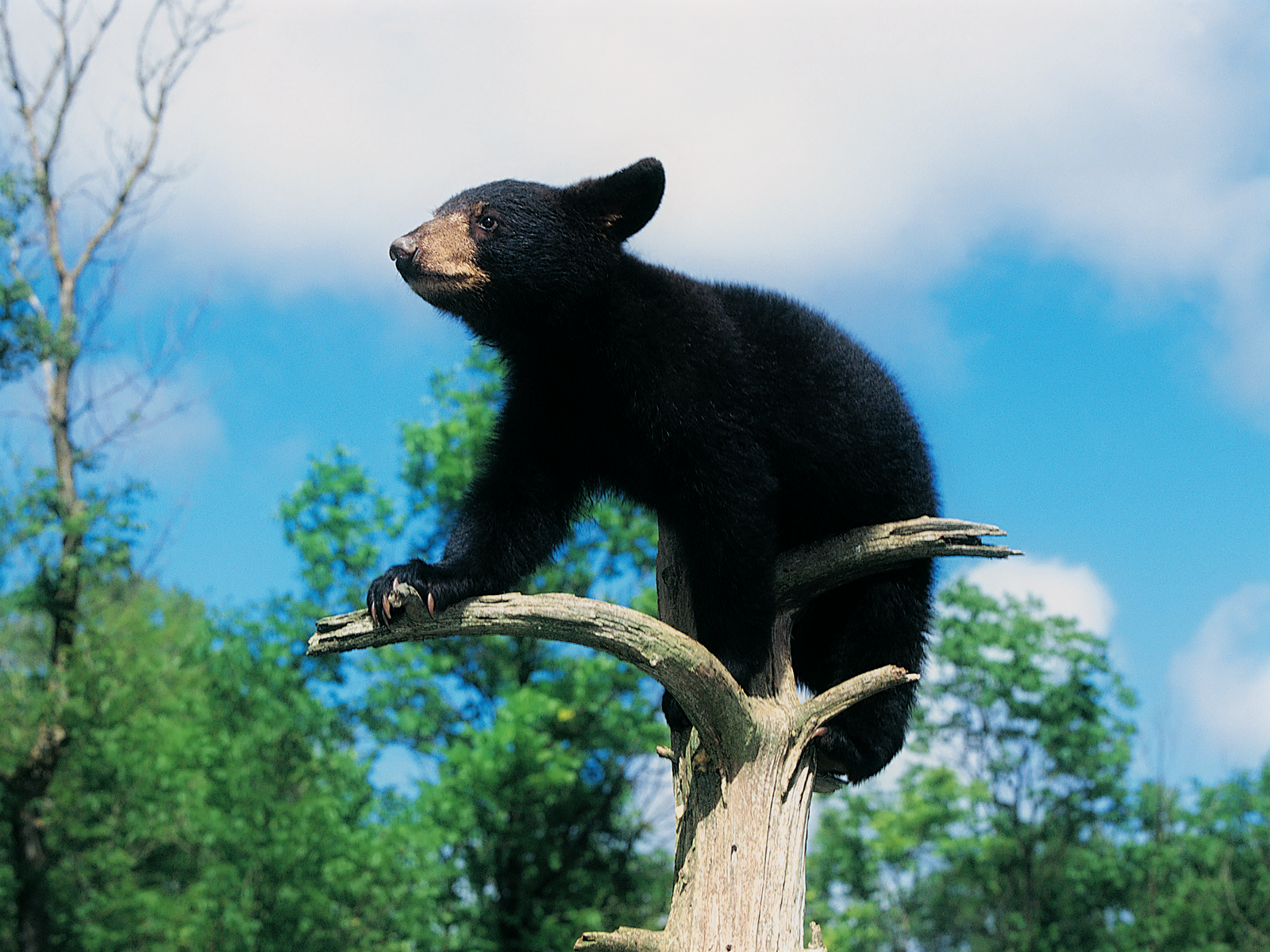 Cute Black Bear Hd Wallpapers