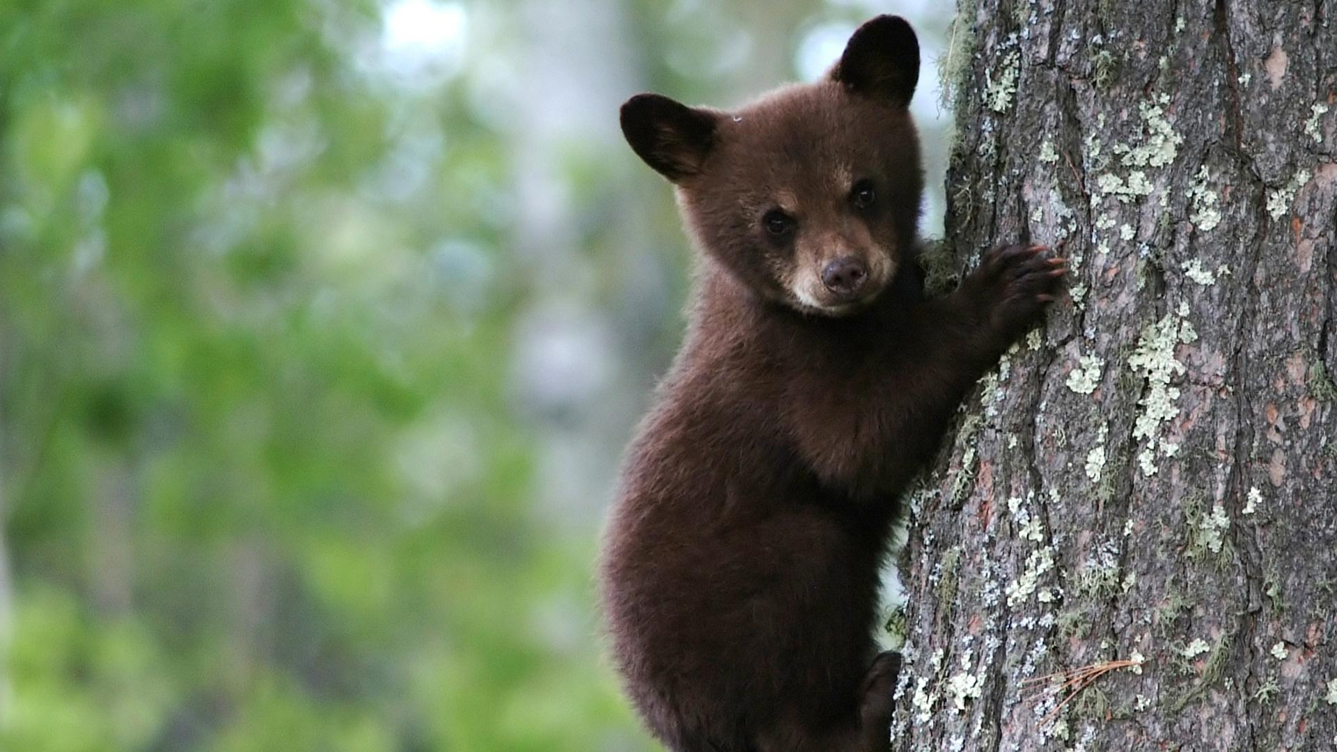 Cute Black Bear Hd Wallpapers