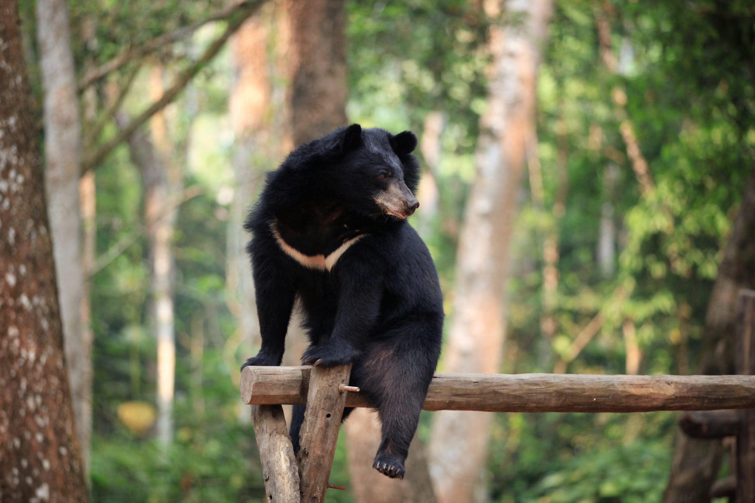 Cute Black Bear Hd Wallpapers