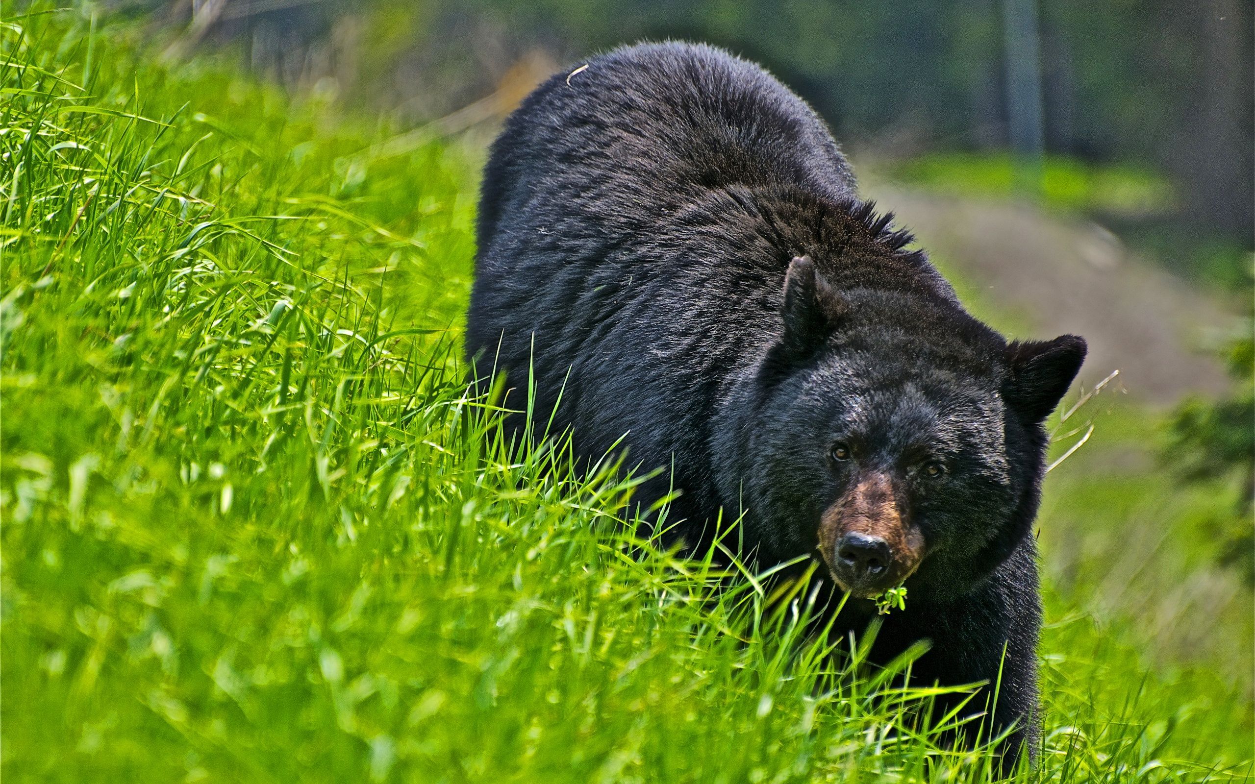 Cute Black Bear Hd Wallpapers