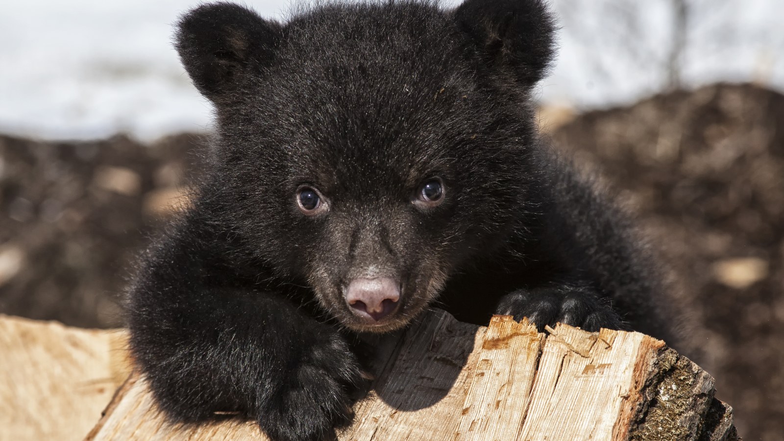 Cute Black Bear Hd Wallpapers