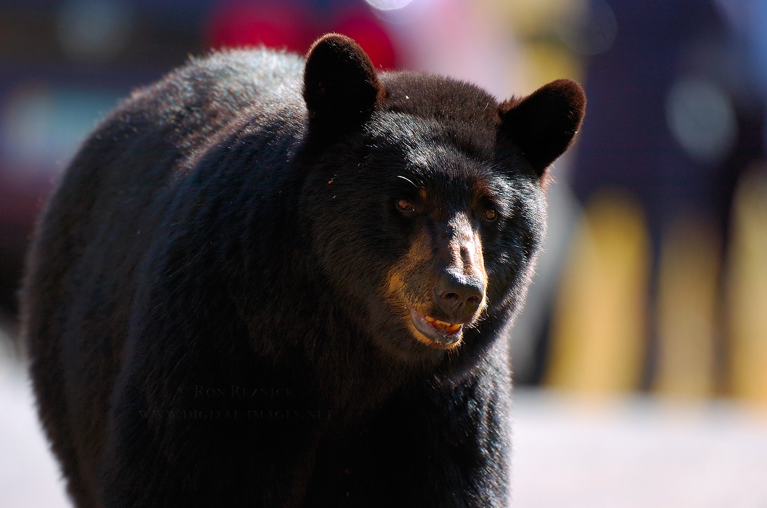 Cute Black Bear Hd Wallpapers