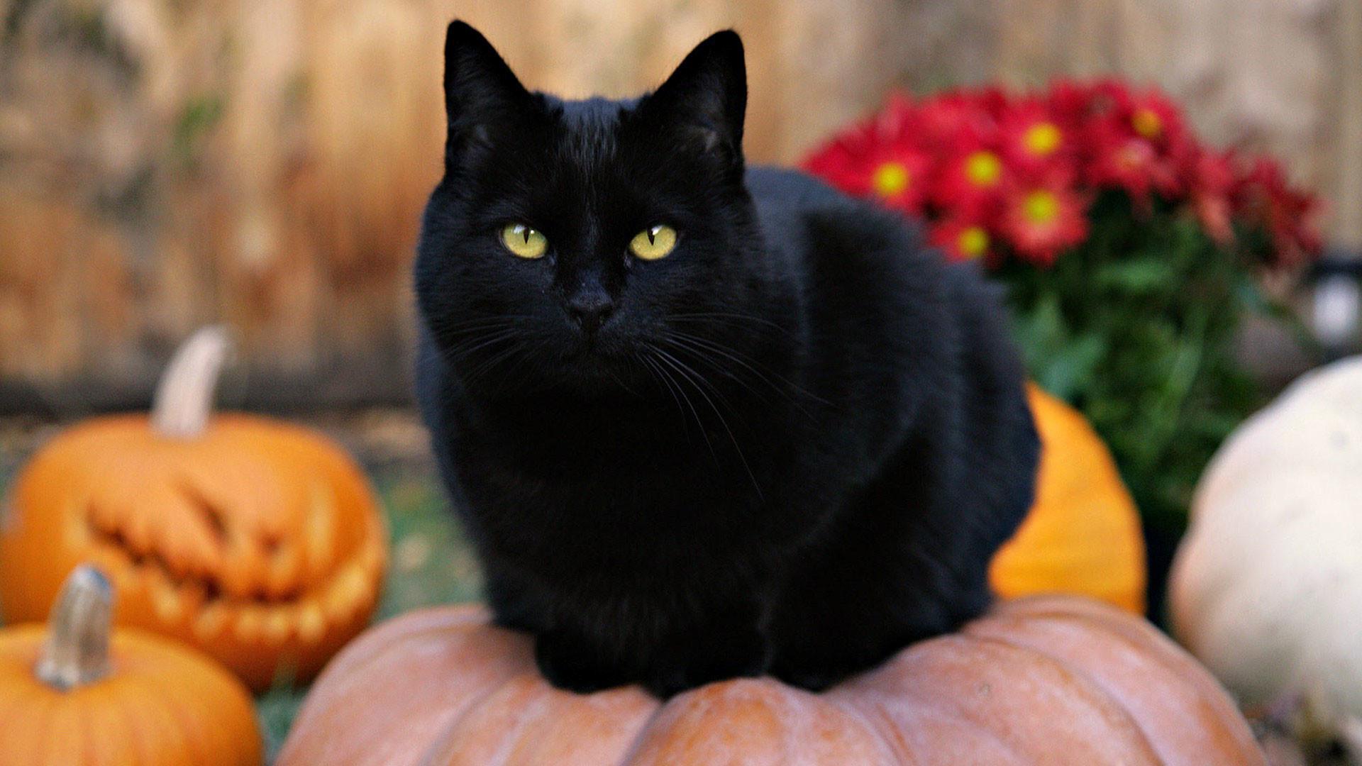 Cute Black Cat Halloween Wallpapers