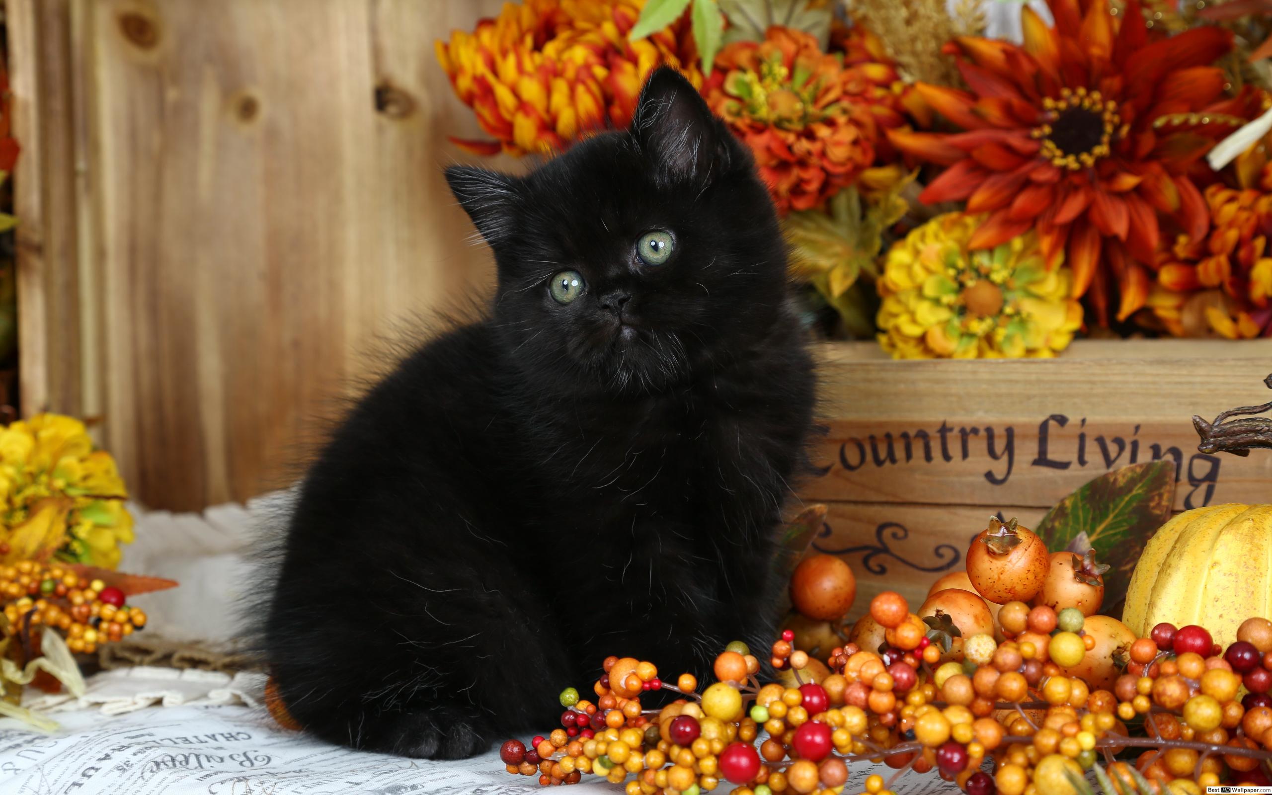 Cute Black Cat Halloween Wallpapers