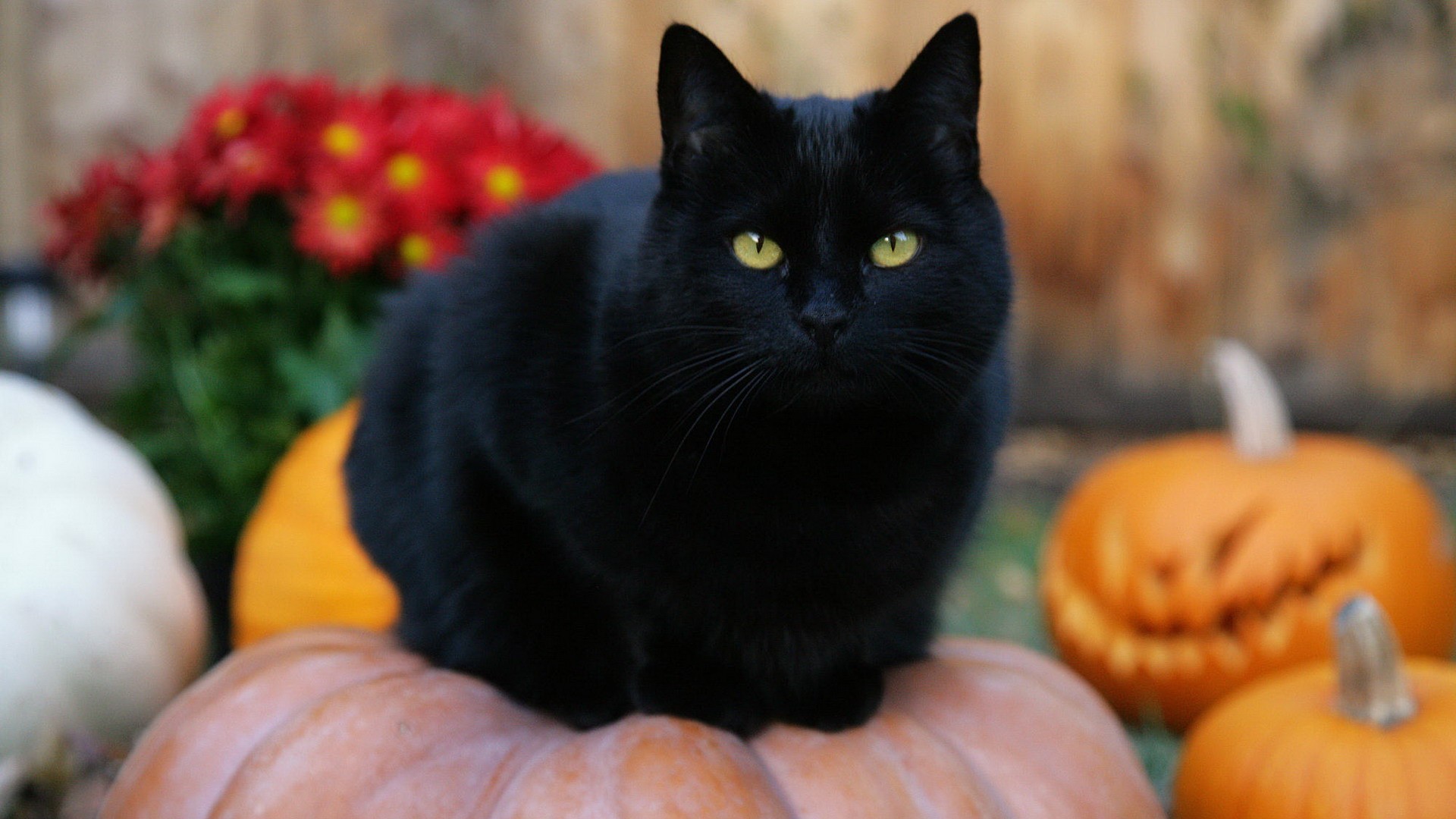 Cute Black Cat Halloween Wallpapers