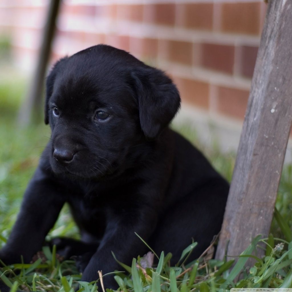 Cute Black Lab Puppies Wallpapers Wallpapers