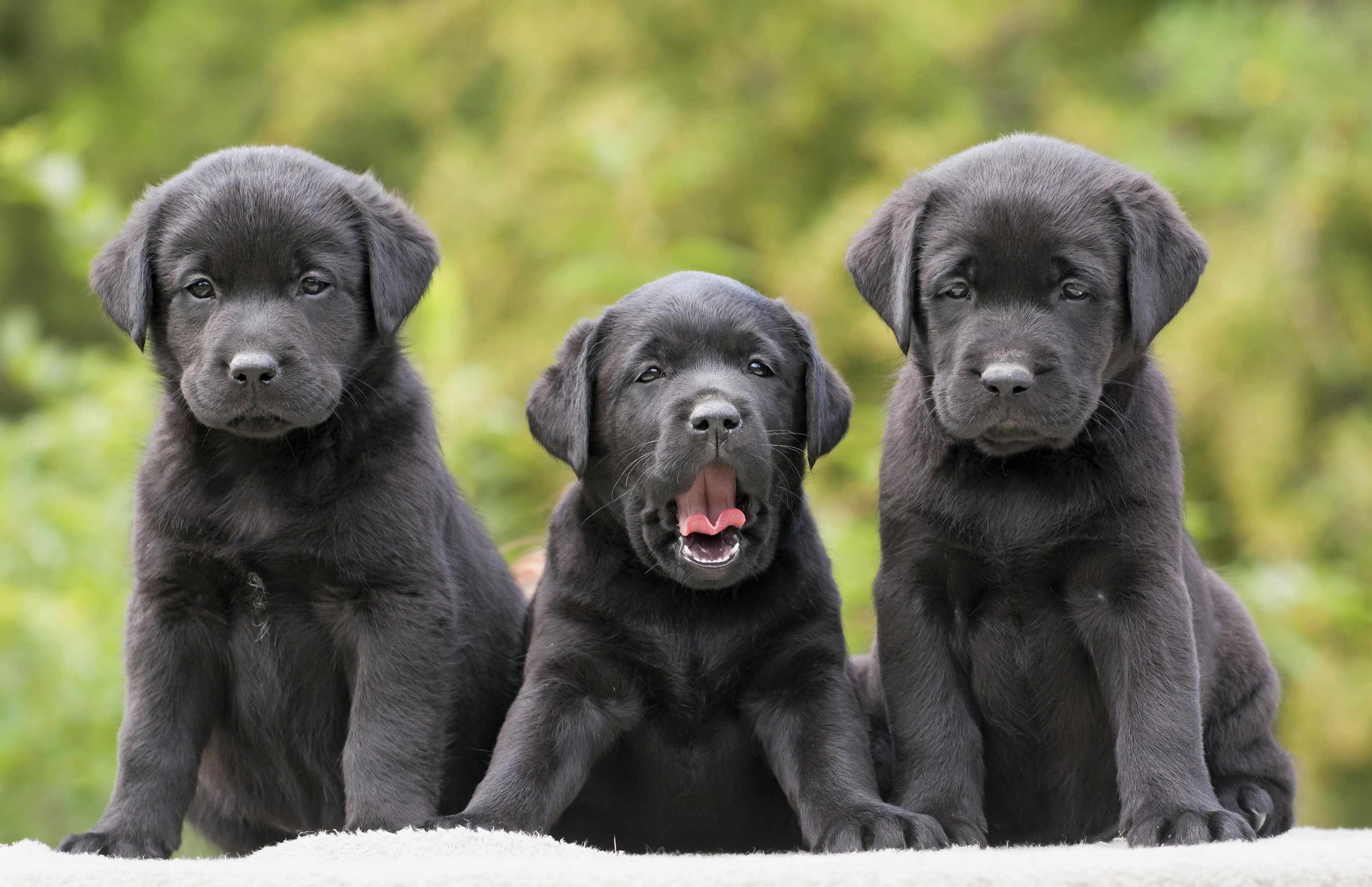 Cute Black Lab Puppies Wallpapers Wallpapers