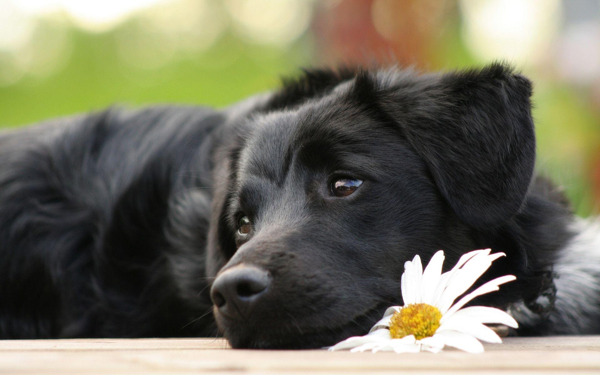 Cute Black Lab Puppies Wallpapers Wallpapers